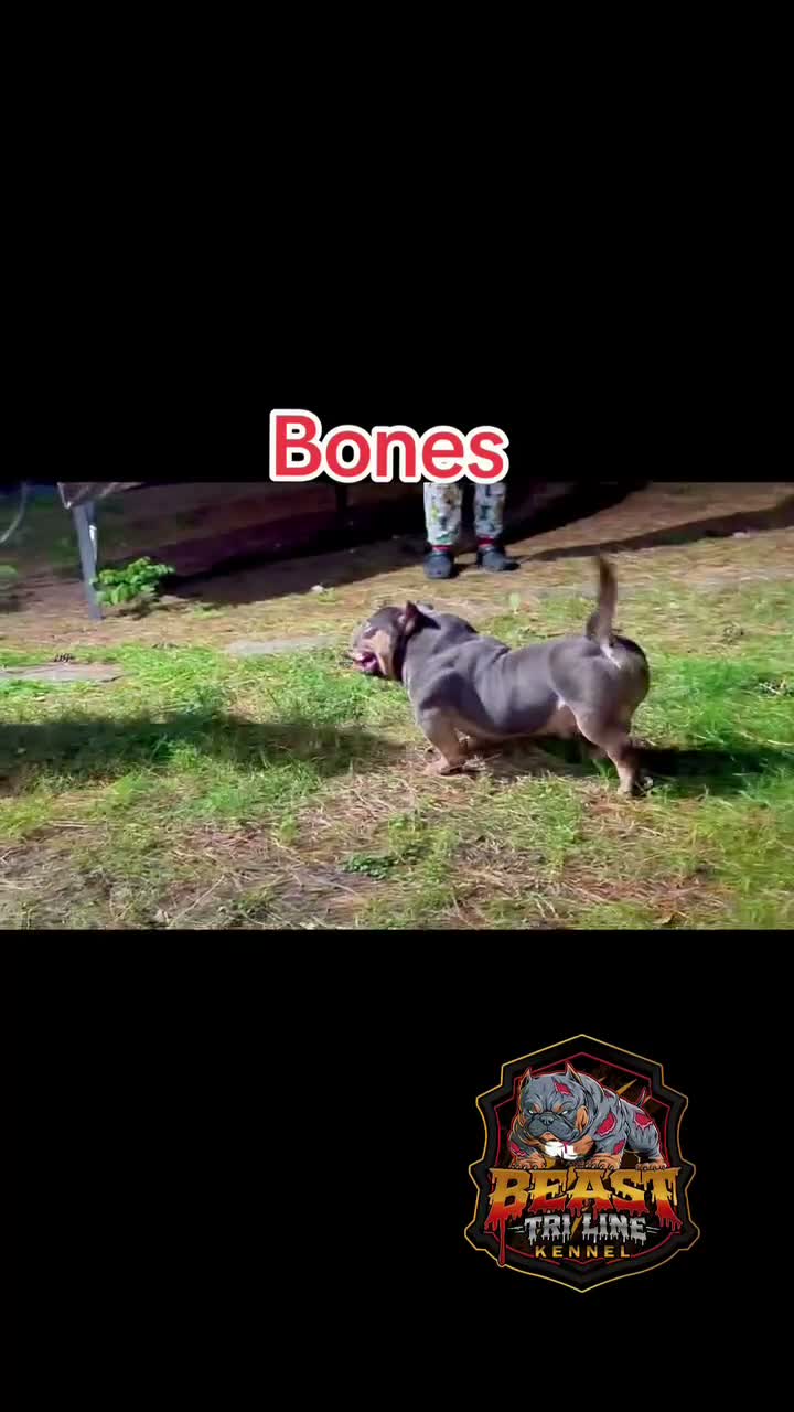 American Bully dogs for stud: Bones Nano Stud - Video 3