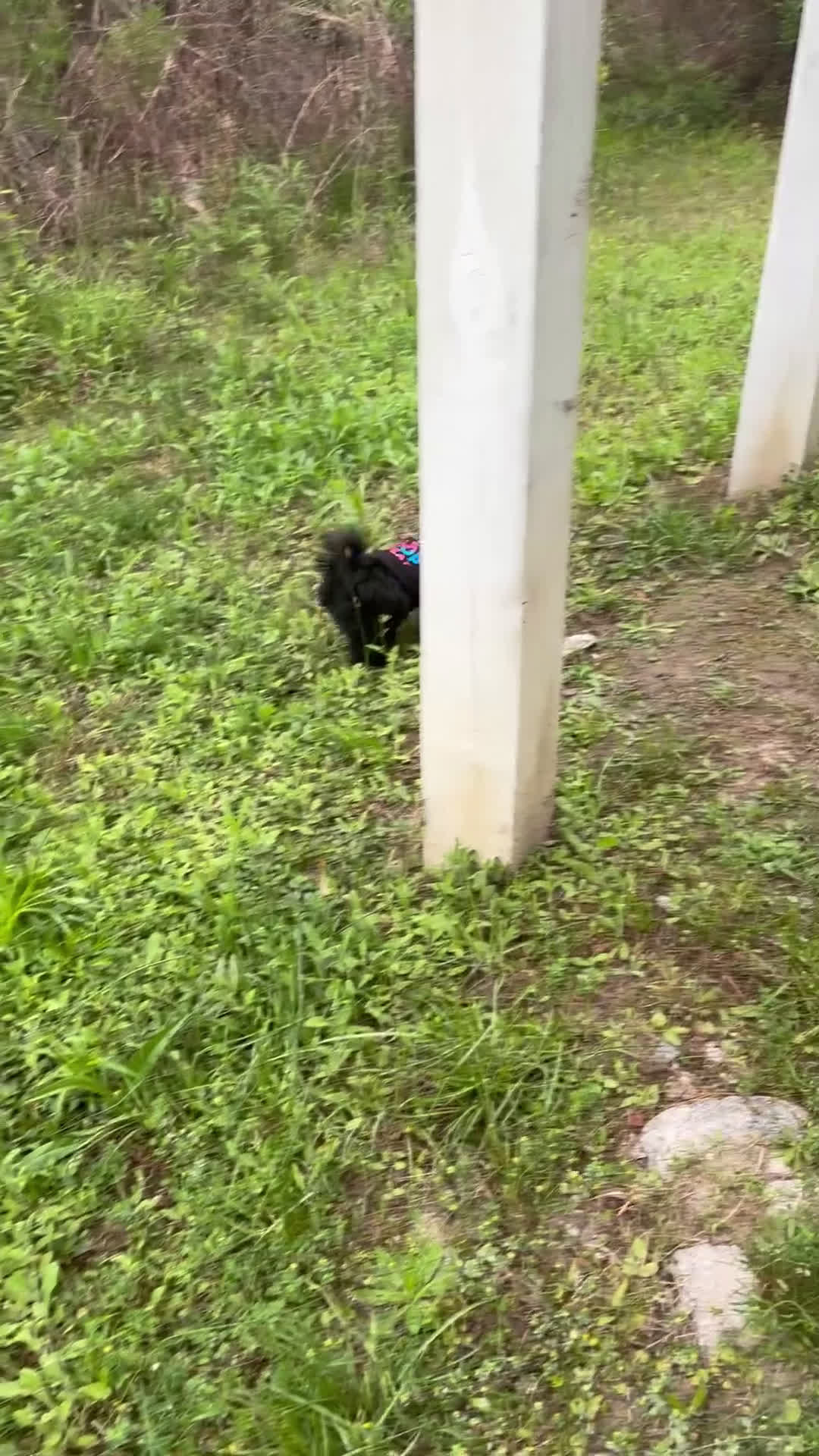 Mixed Breed dogs for sale: Mixed Breed Puppy 1 - Video 2