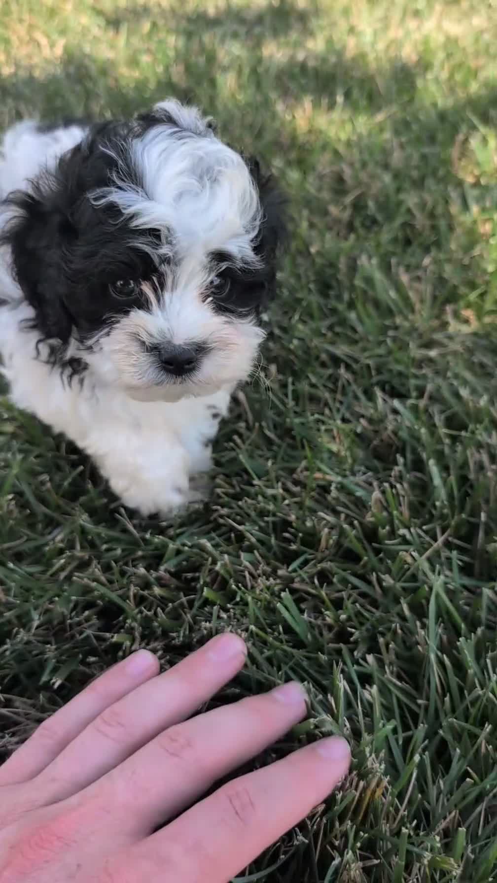Cockapoo dogs for sale: Hunter - Video 1