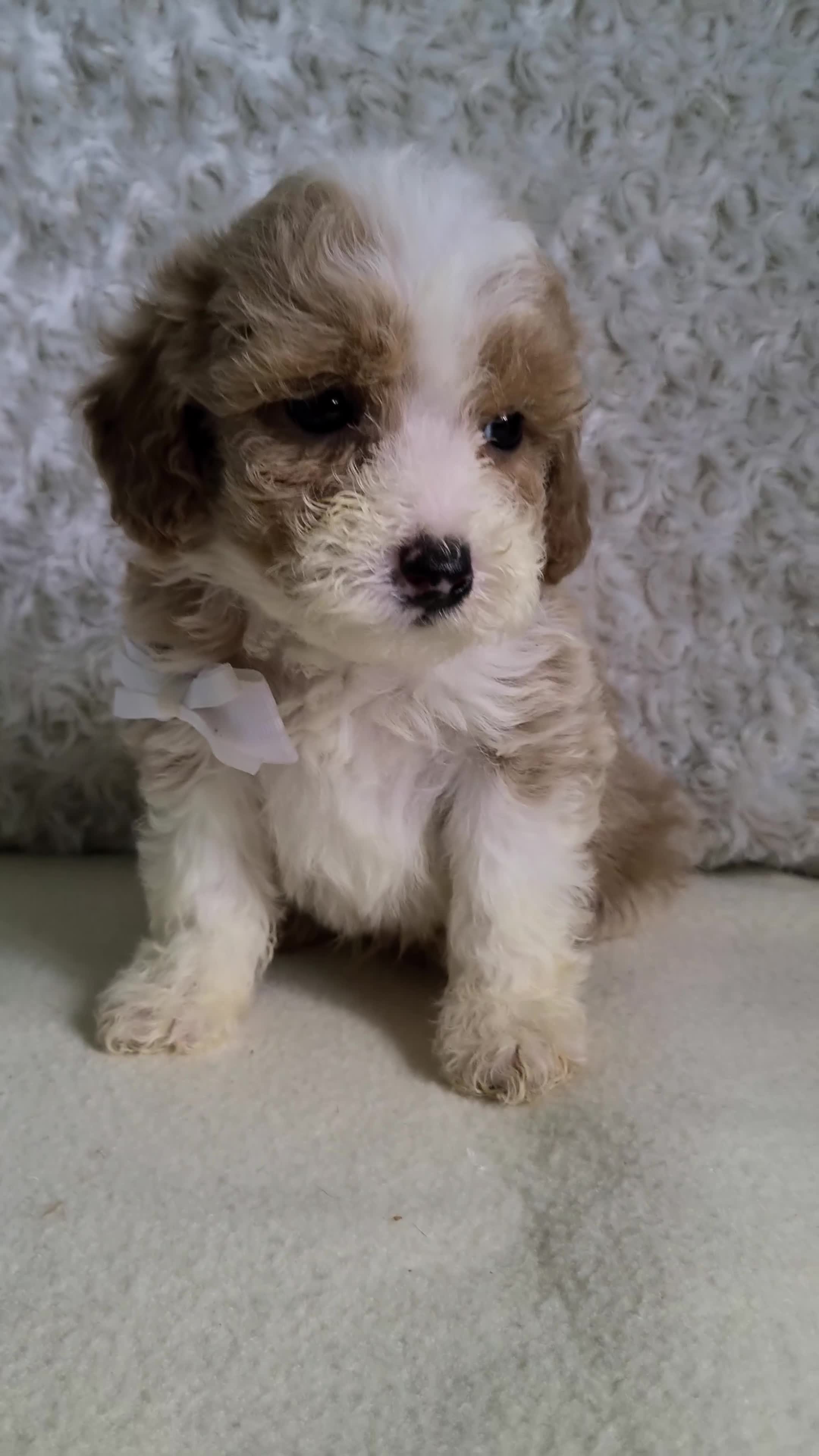 Bichpoo dogs for sale: Pinto - Video 1