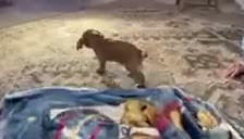 Cavapoo dogs for sale: Scott Cavapoo  - Video 2