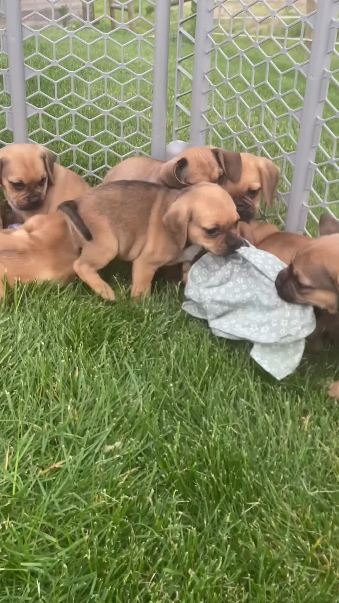 Puggle dogs for sale: Rusty - Video 1