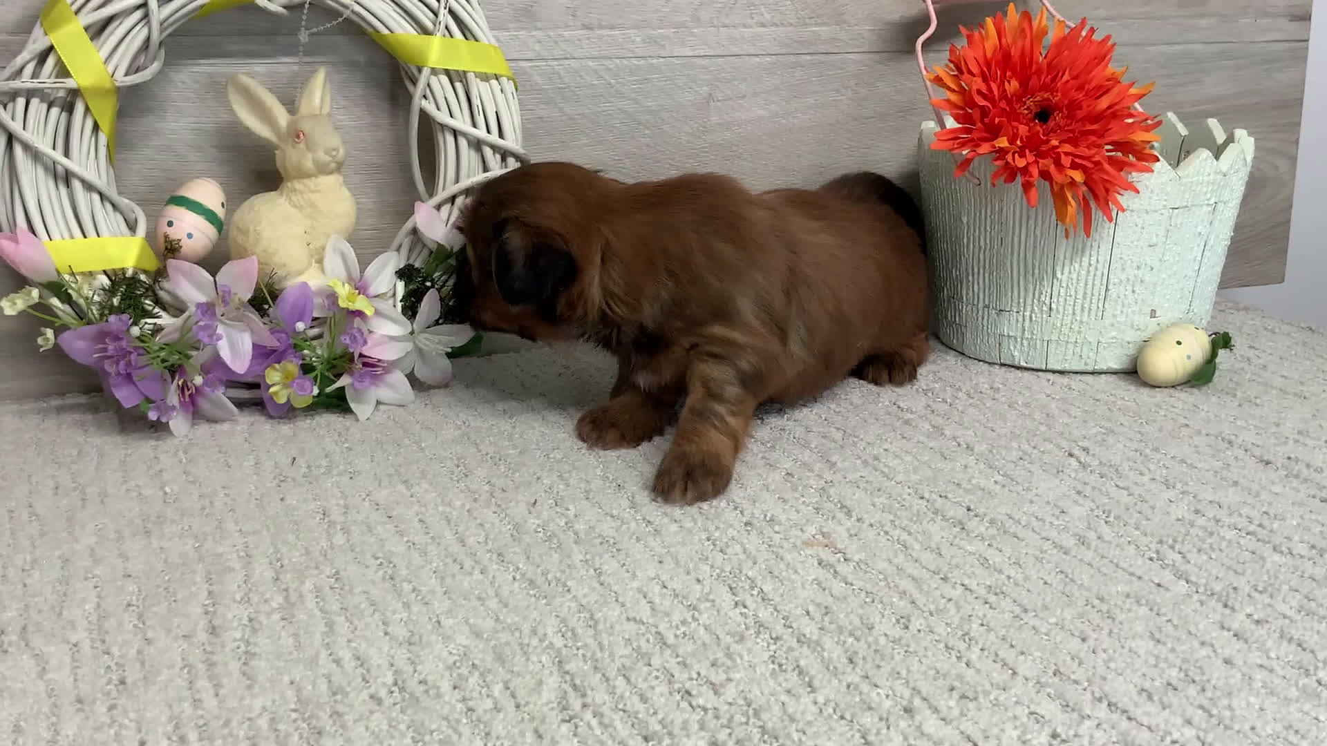 Shih Tzu dogs for sale: Lance - Video 1