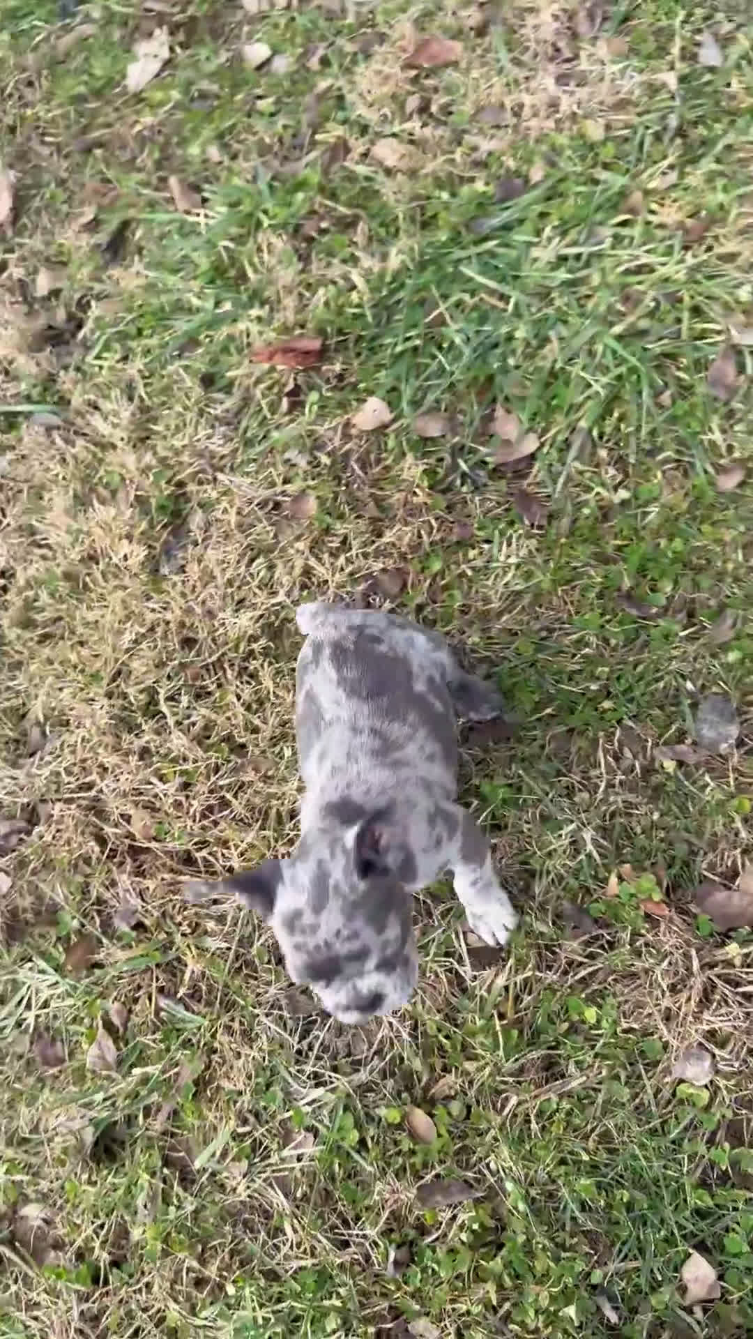 French Bulldog dogs for sale: Earl Gray - Video 1