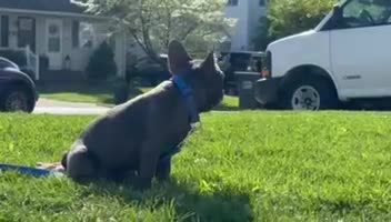 French Bulldog dogs for sale: French Bulldog Puppy 2 - Video 1