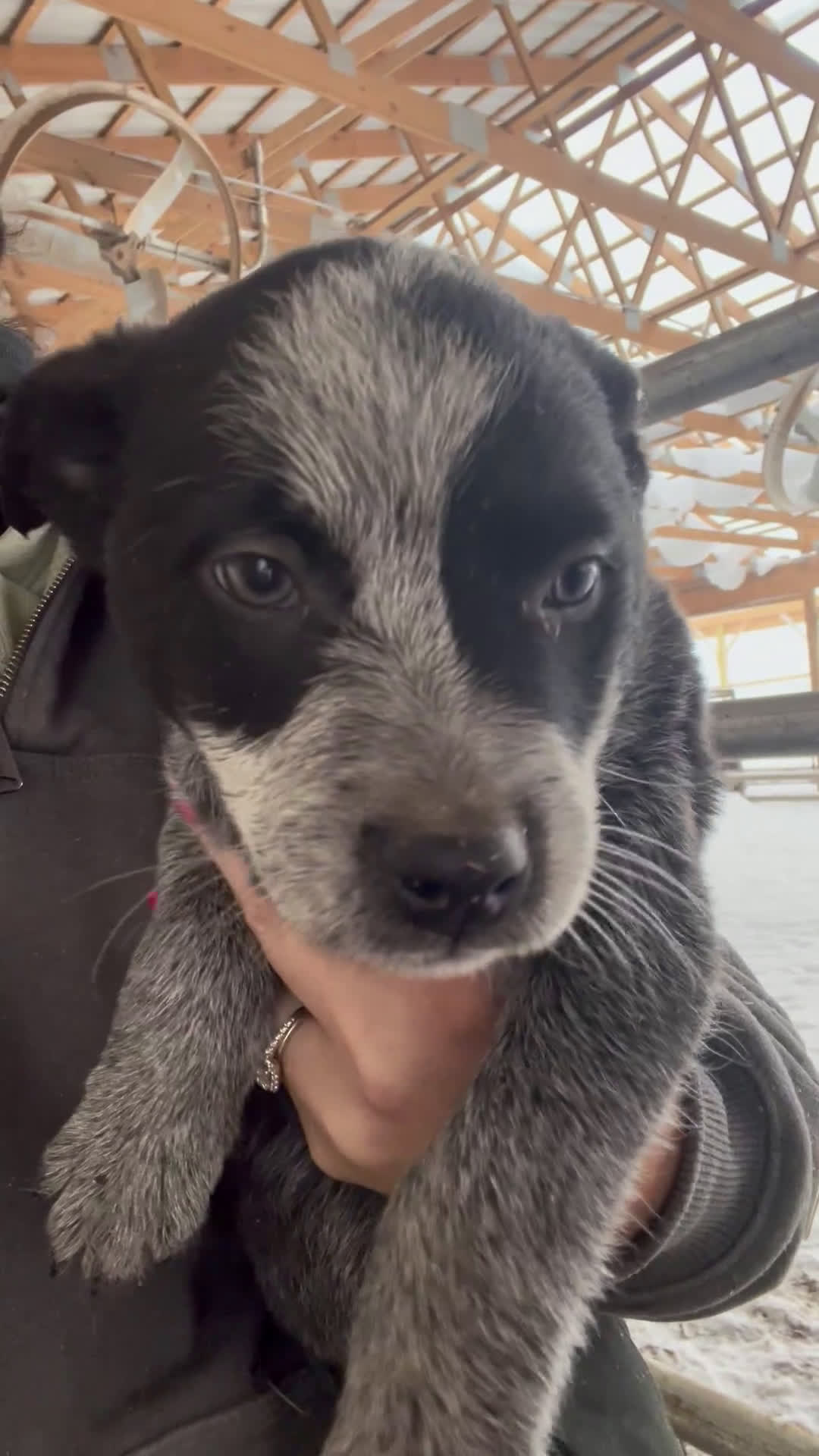 Australian Cattle Dog dogs for sale: Archer - Video 1