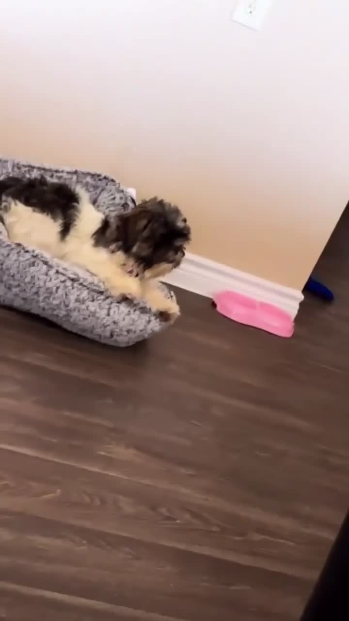 Shih Tzu dogs for sale: Shih Tzu 1 - Video 1