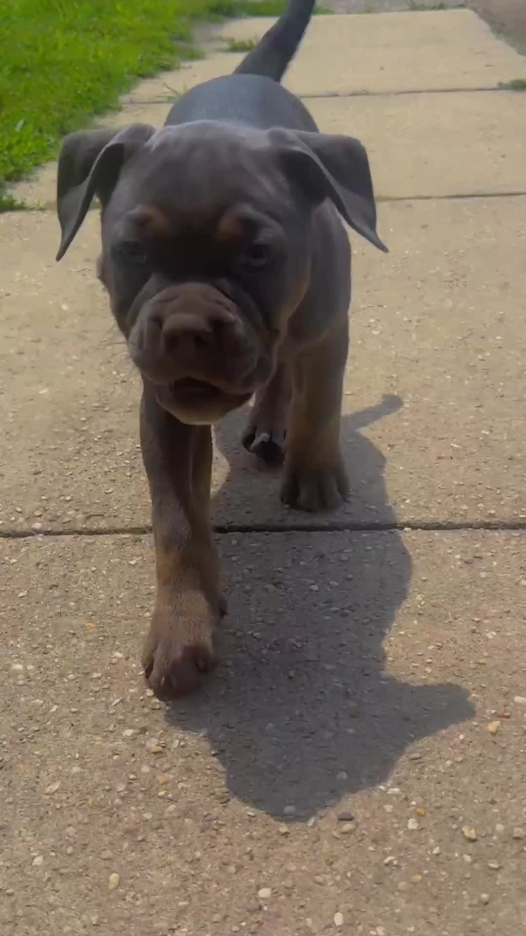 Olde English Bulldogge dogs for sale: Cardi - Video 1