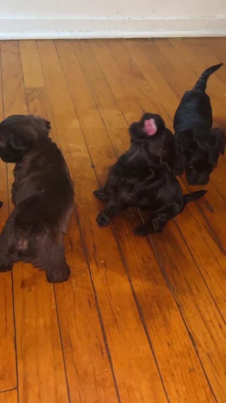 Yorkiepoo dogs for sale: Yorkiepoo Puppy 2 - Video 1