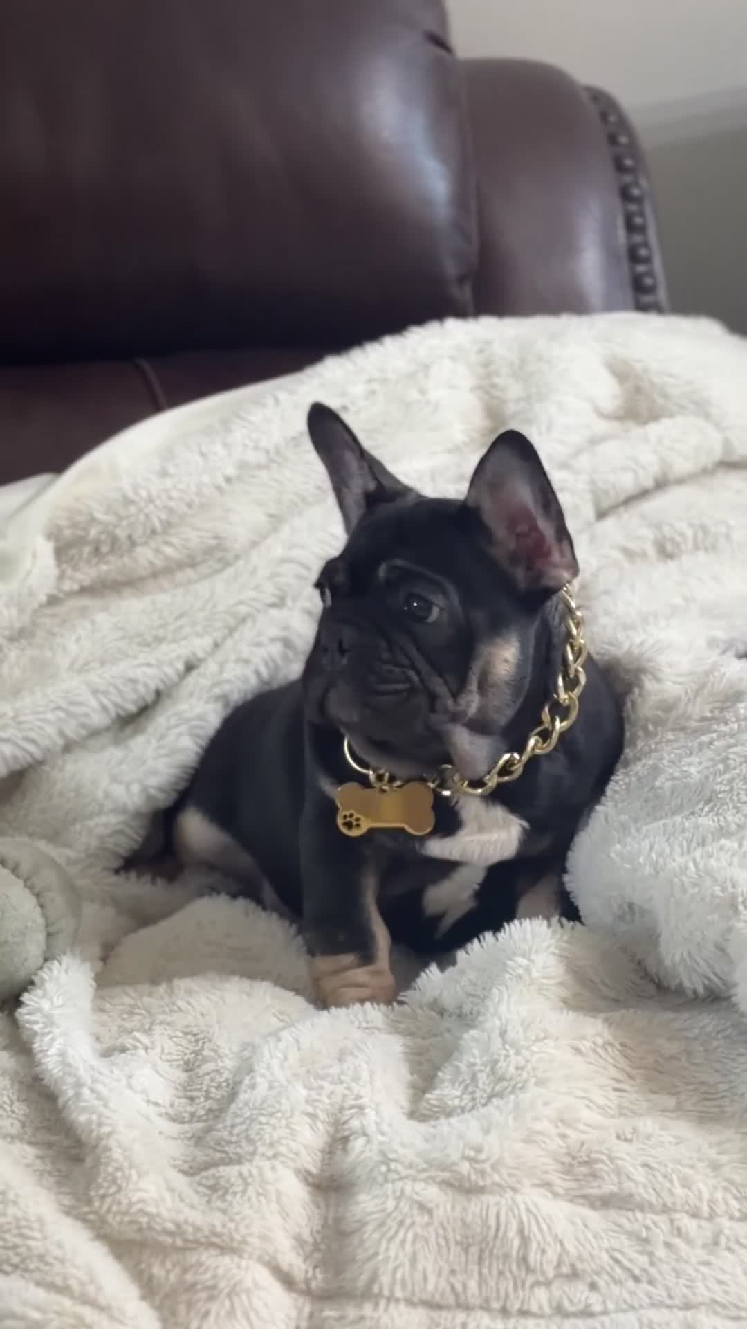 French Bulldog dogs for sale: Ollie - Video 1