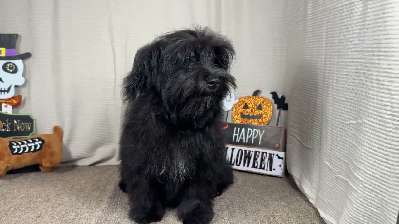Morkie dogs for sale: Morkie 1 - Video 1