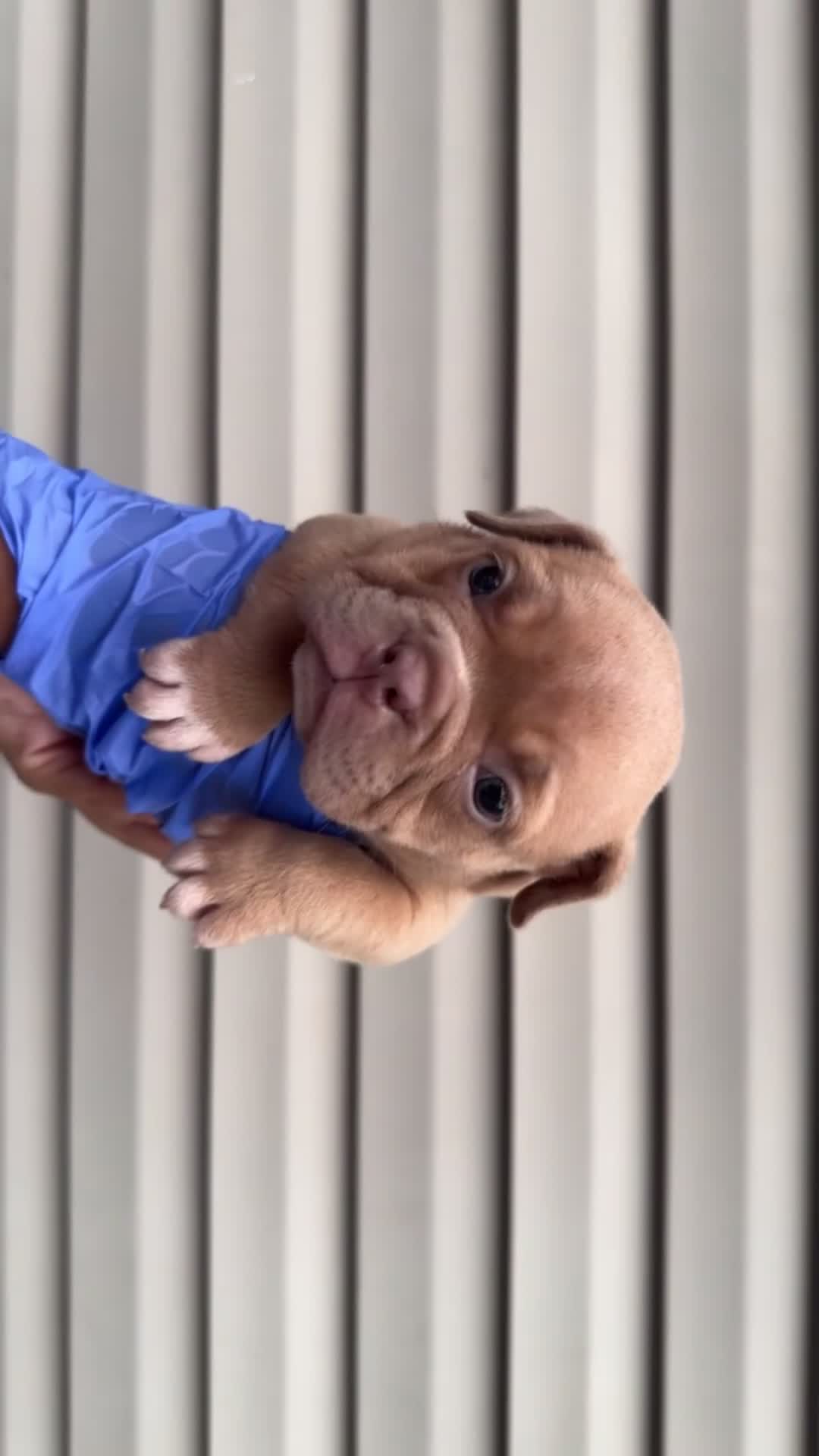 American Bully dogs for sale: Princess Peach - Video 2