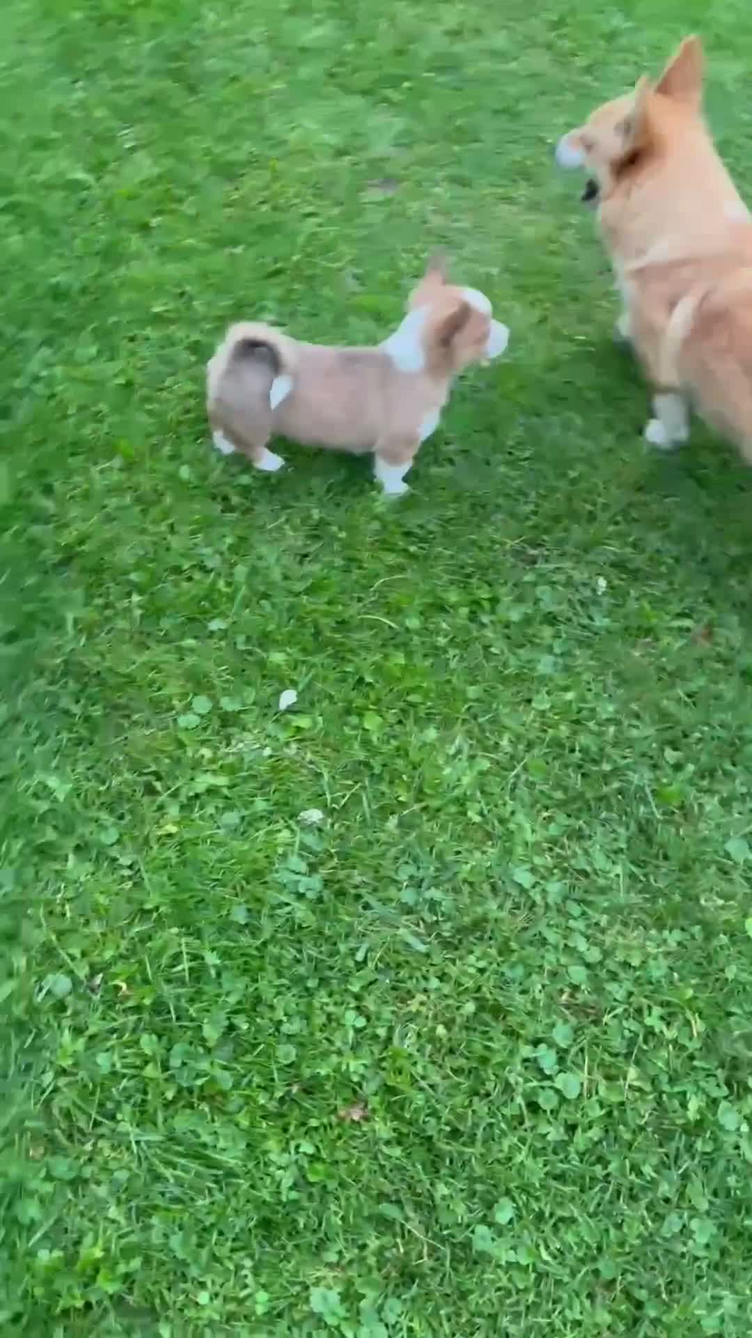 Welsh Corgi Pembroke dogs for sale: Cupcake - Video 1