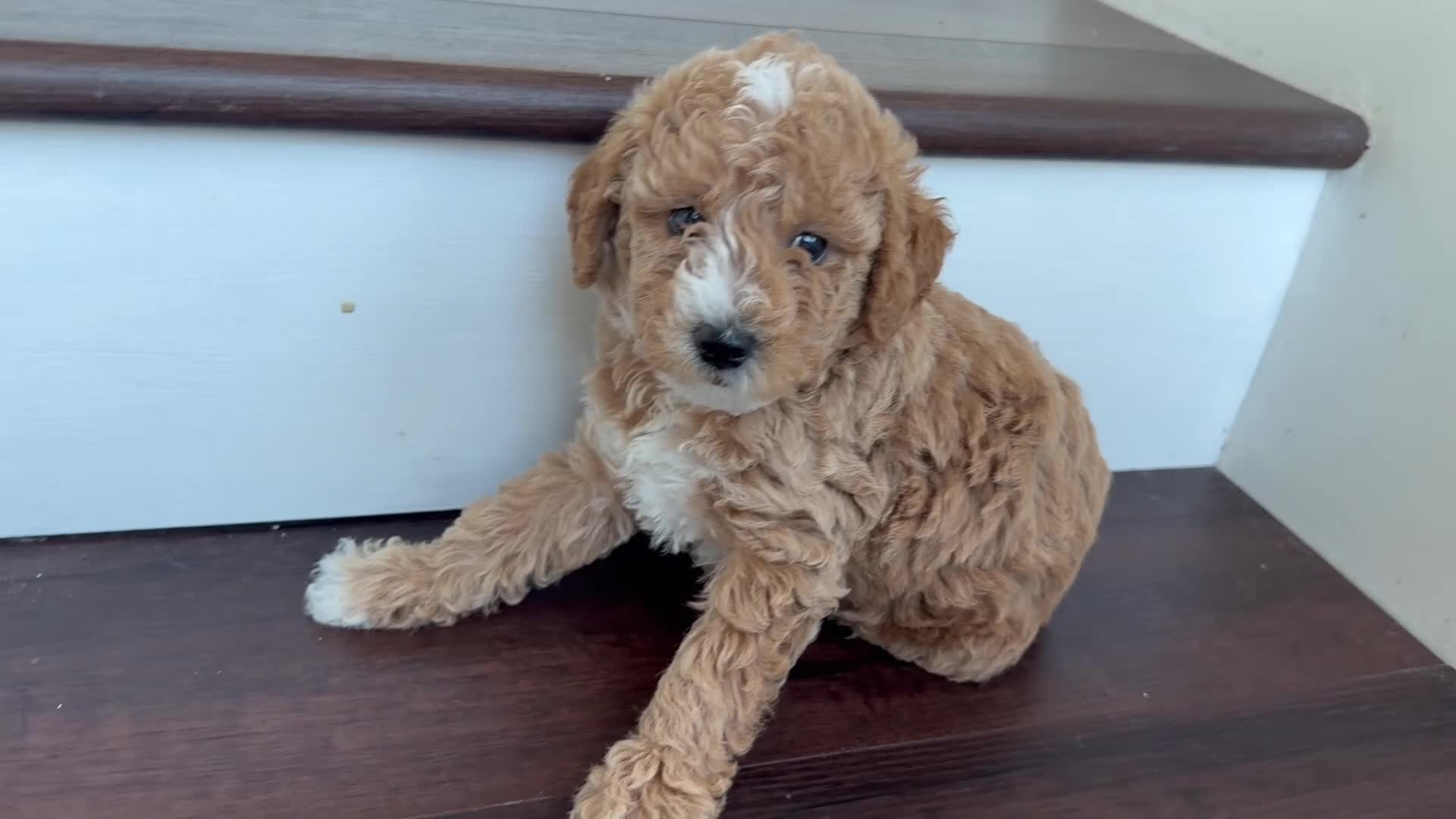 Mixed Breed dogs for sale: Mochi- Minilabradoodle  | Los Angeles Area | Ready for Rehoming  - Video 1