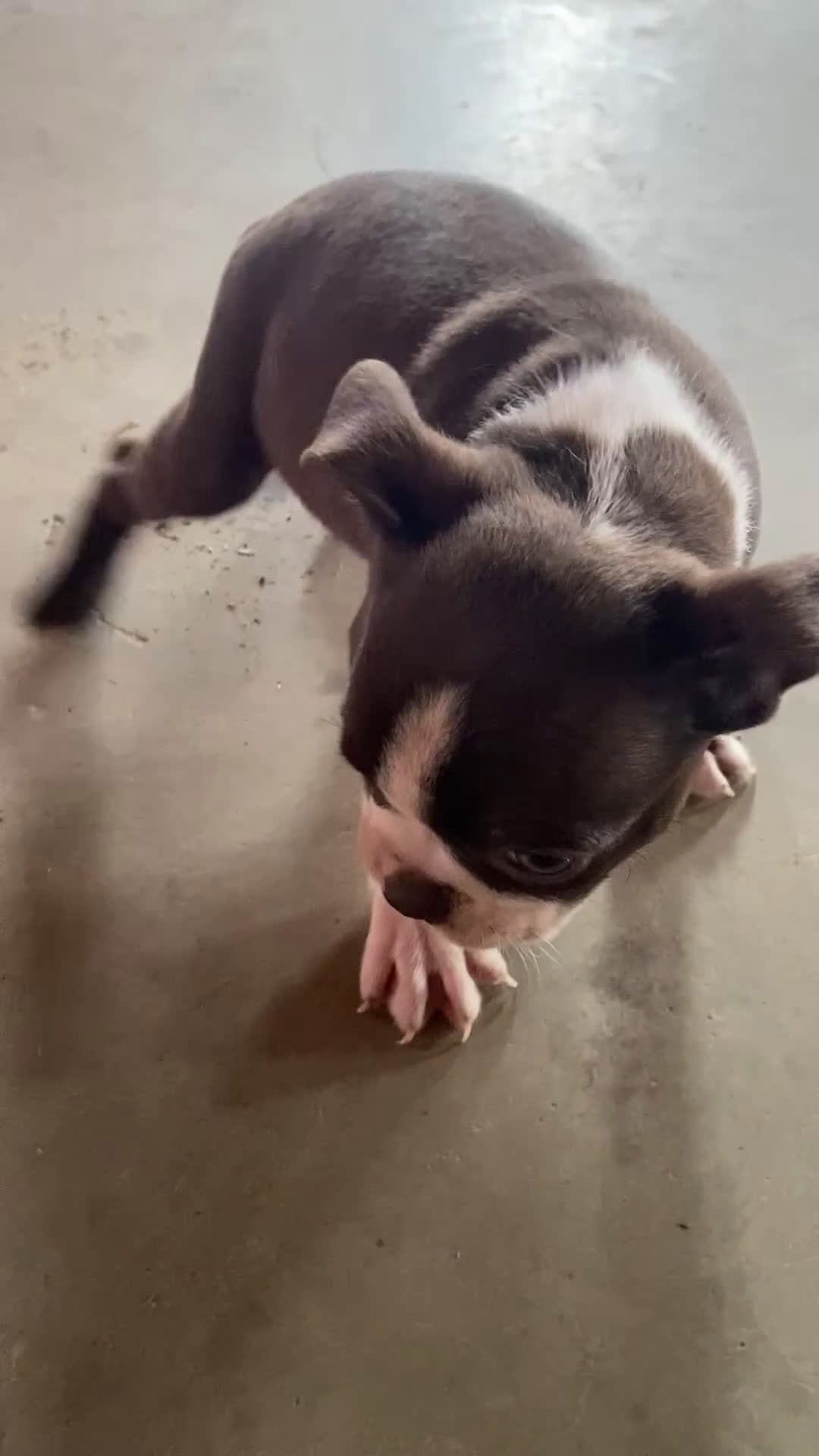 Boston Terrier dogs for sale: Zoey - Video 1