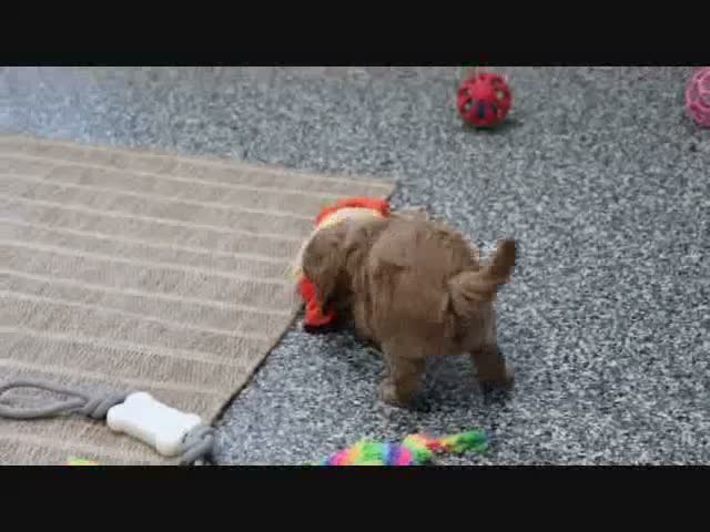 Mini Goldendoodle dogs for sale: Butler - Video 8