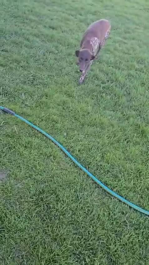 German Shorthaired Pointer dogs for sale: Bronze  - Video 1