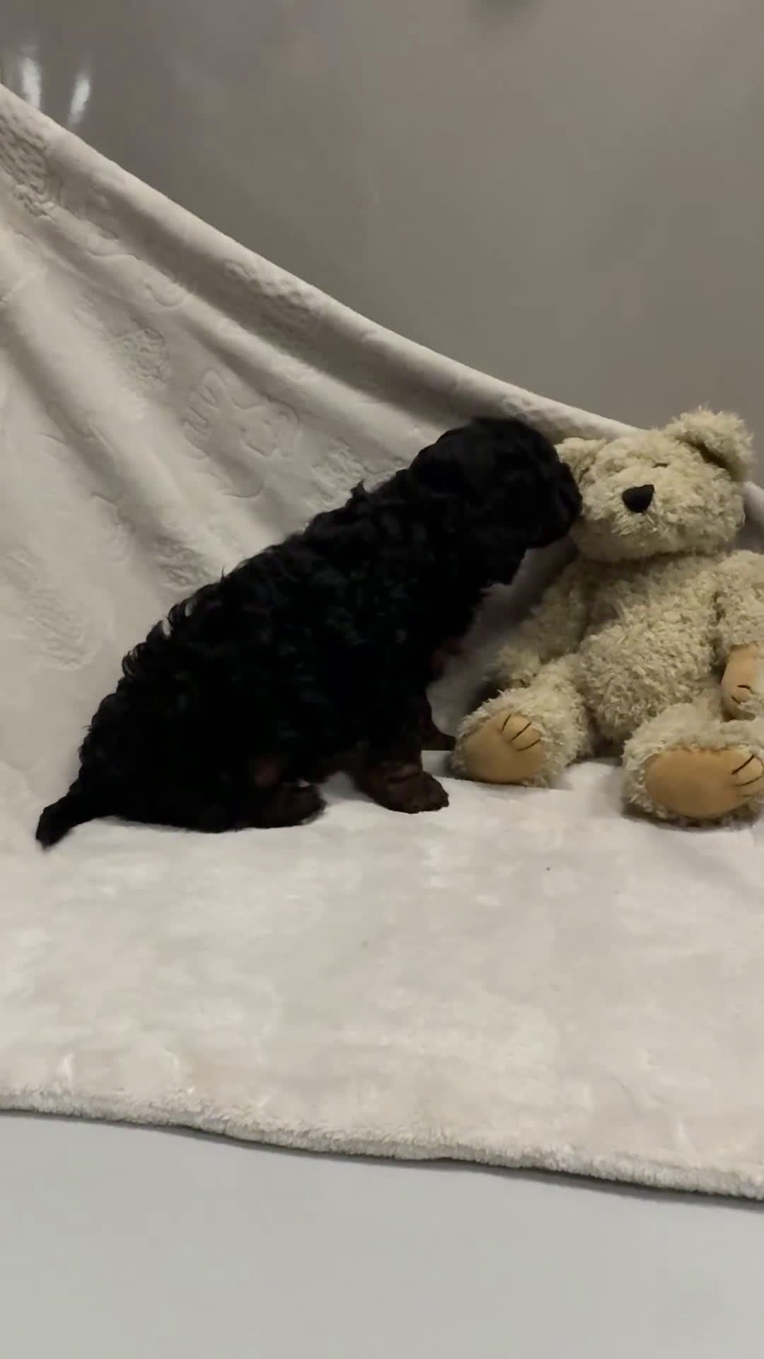 Cavapoo dogs for sale: Reo - Video 1