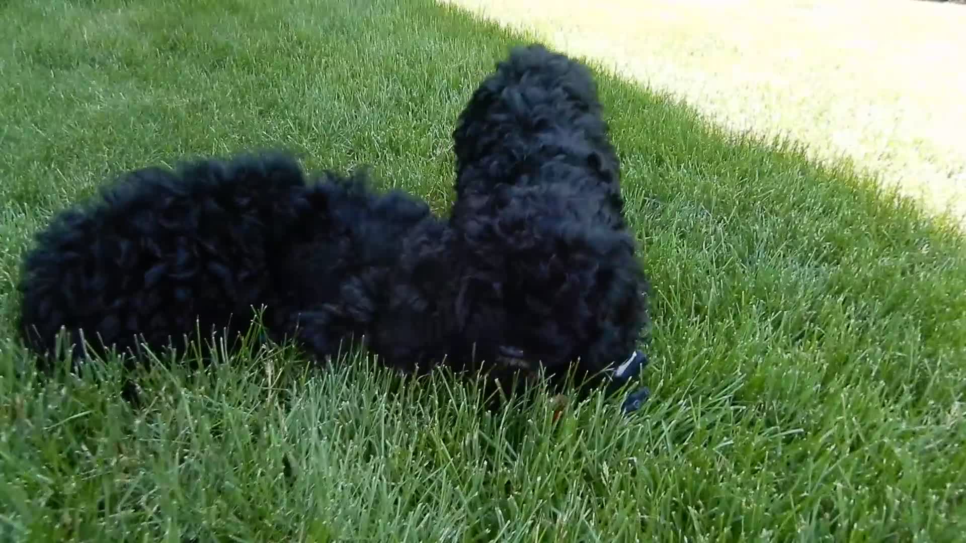 Cockapoo dogs for sale: Millie - Video 1
