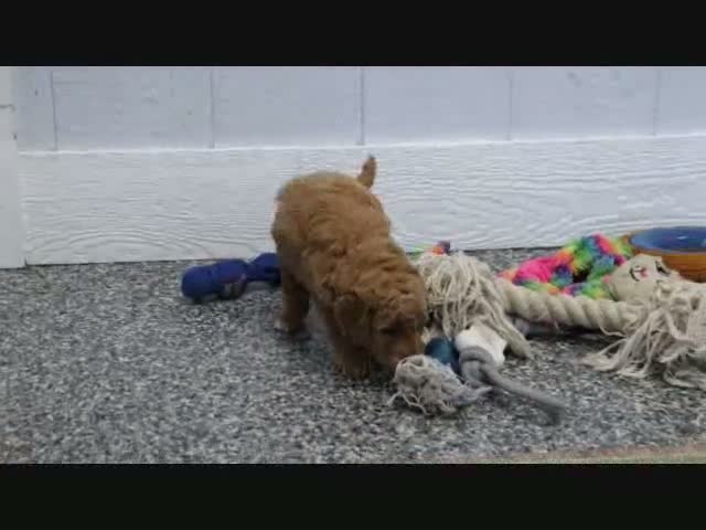 Mini Goldendoodle dogs for sale: Cliff - Video 2