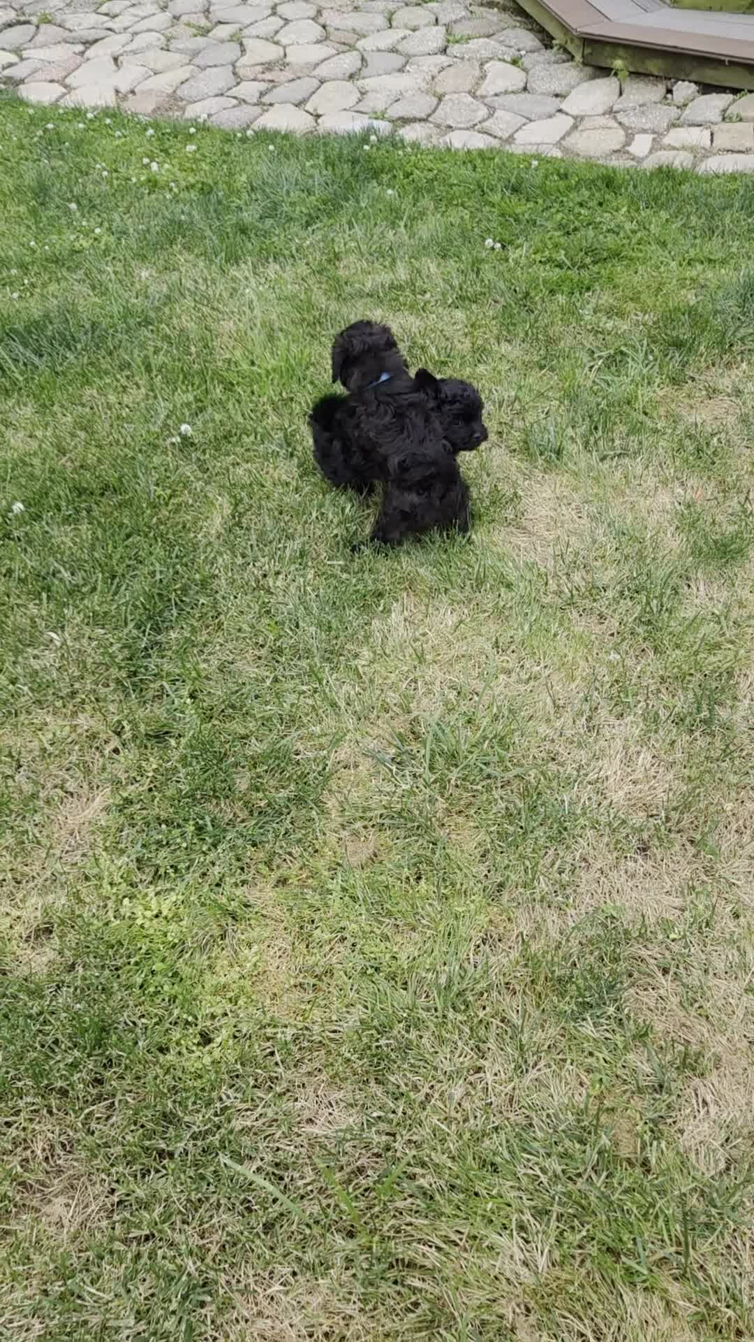 Shihpoo dogs for sale: Pepper - Video 1