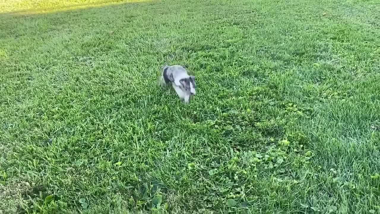 Boston Terrier dogs for sale: Buddy - Video 1