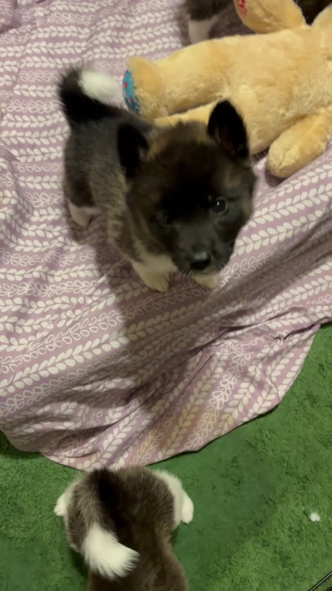 Akita dogs for sale: Akita Puppy 5 - Video 4