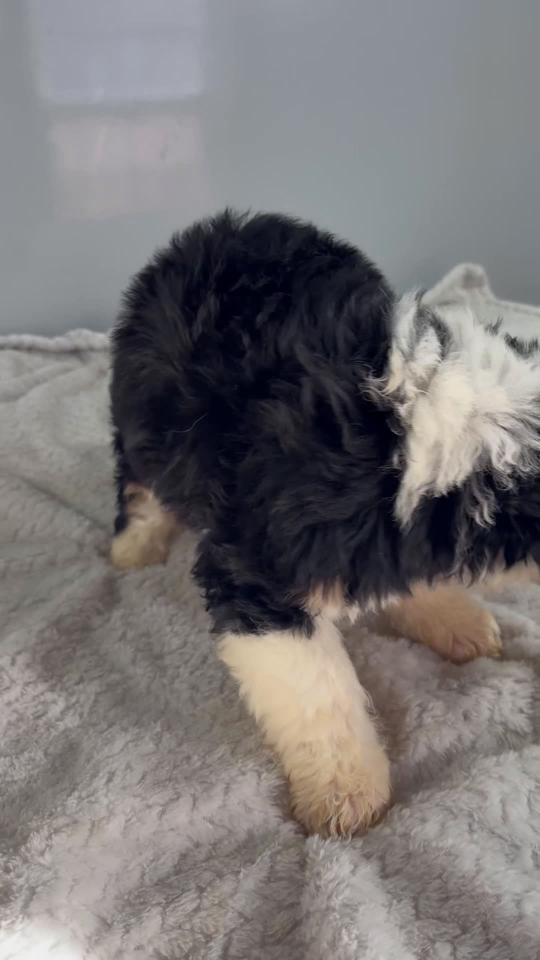 Mini Bernedoodle dogs for sale: Cindy - Video 1