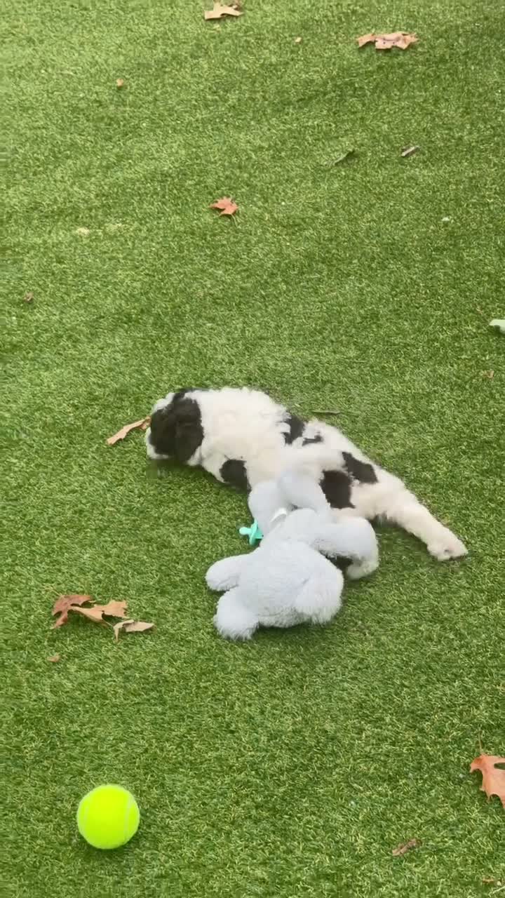 Aussiedoodle dogs for sale: Roux - Video 1