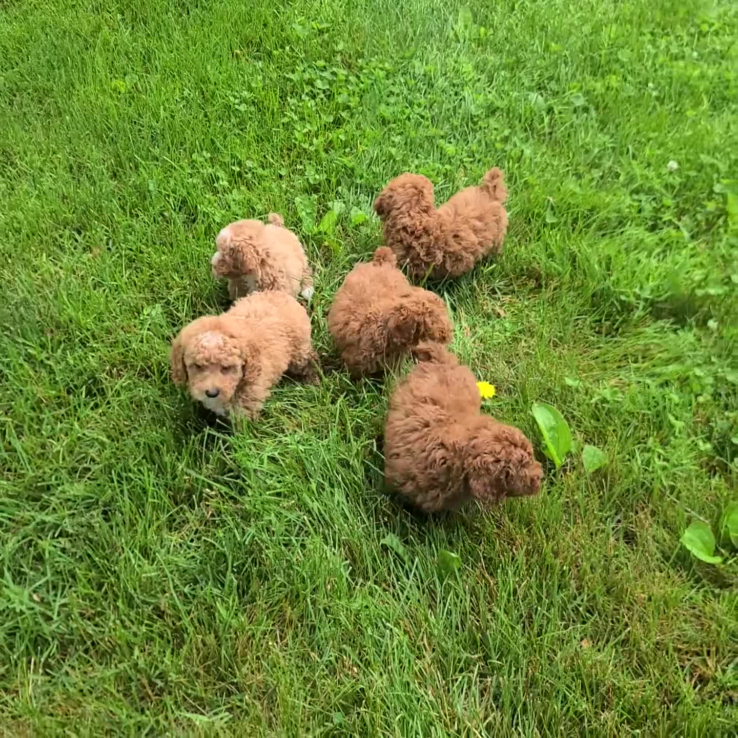 Miniature Poodle dogs for sale: Hilda - Video 2