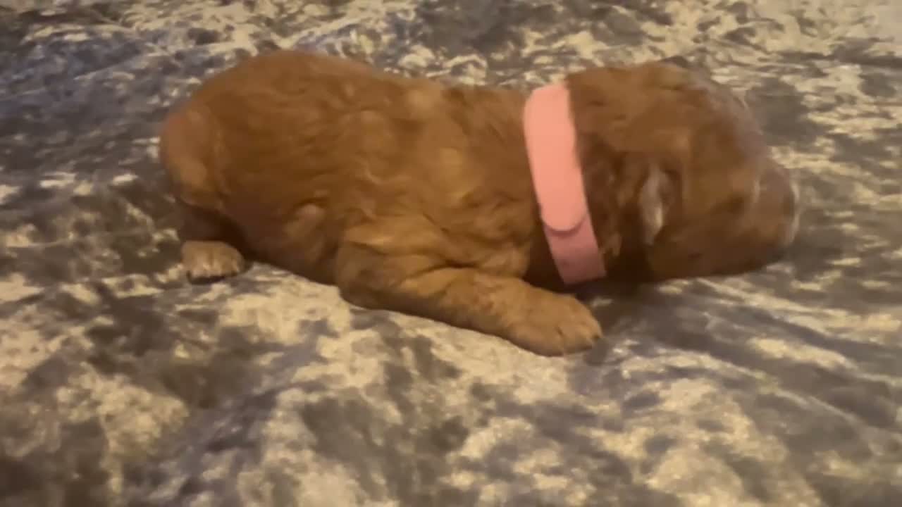 Cavapoo dogs for sale: Cavapoo 5 Light Pink Collar - Video 1