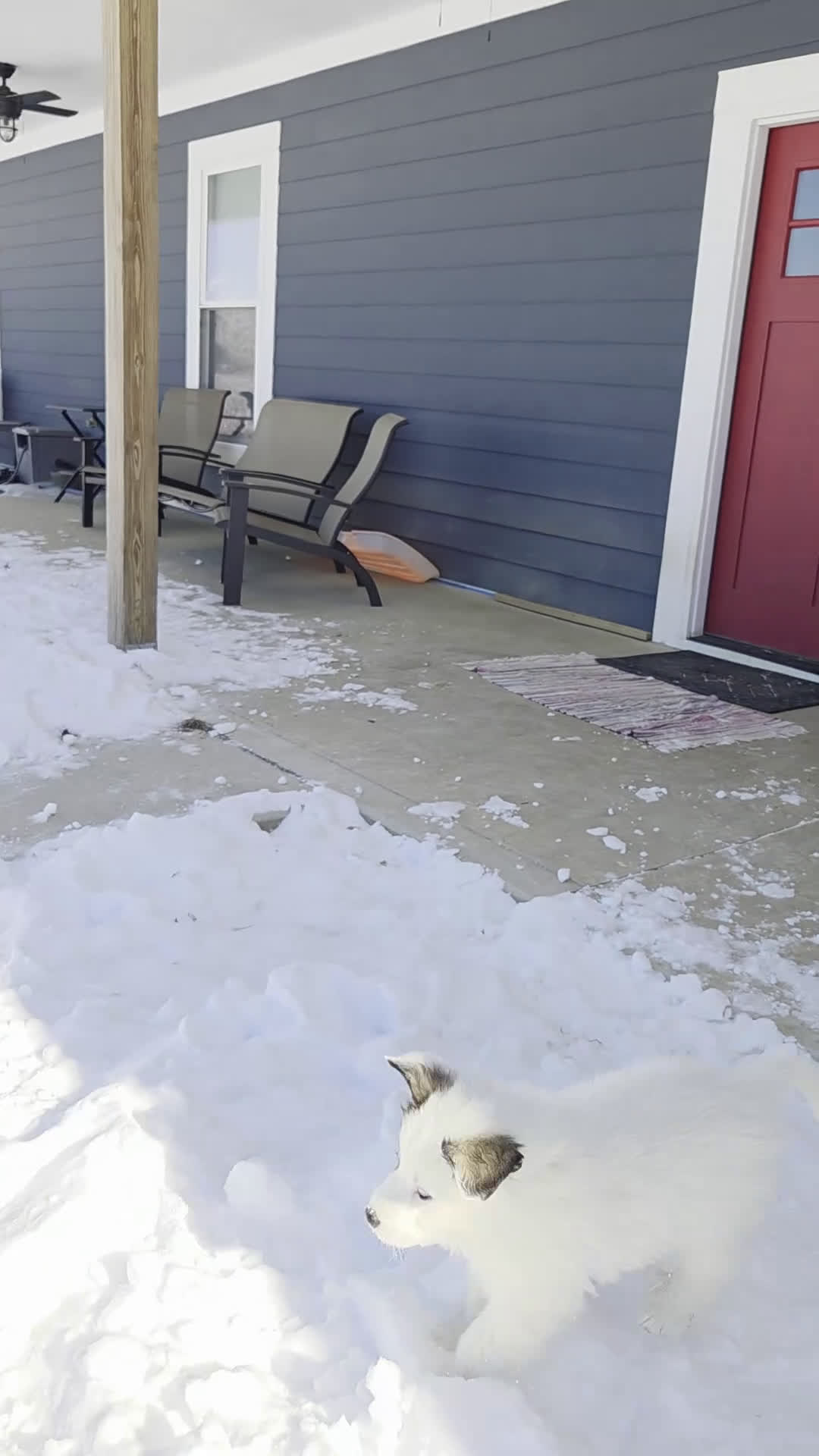 Great Pyrenees dogs for sale: Spot - Video 7