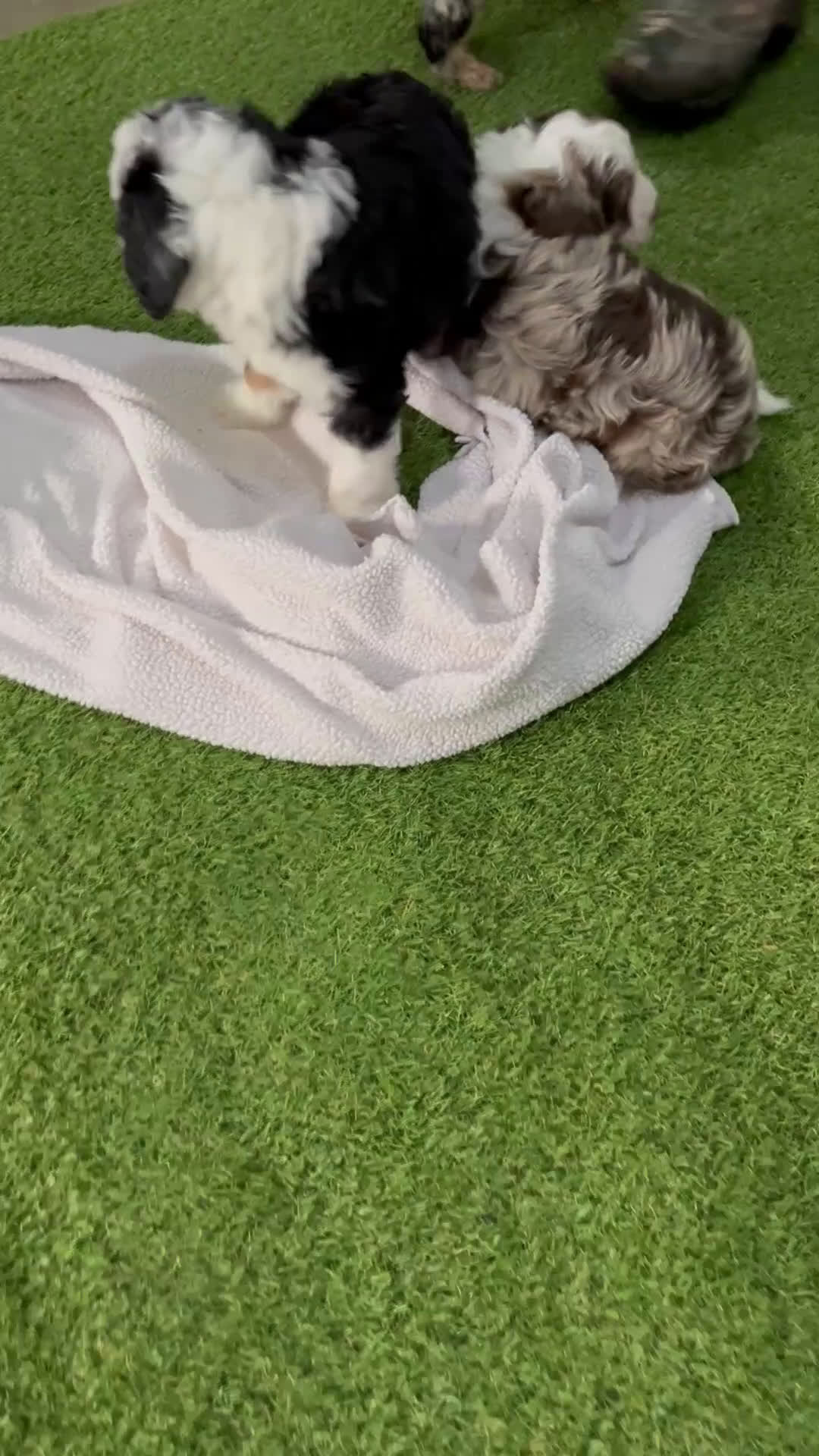 Mini Bernedoodle dogs for sale: Cheryl - Video 2