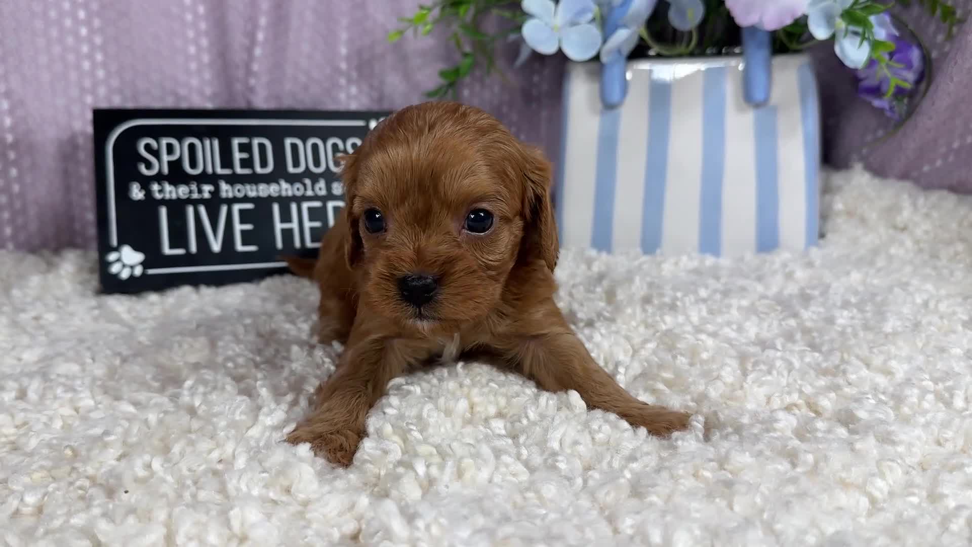 Cavapoo dogs for sale: Cavapoo 2 - Video 1