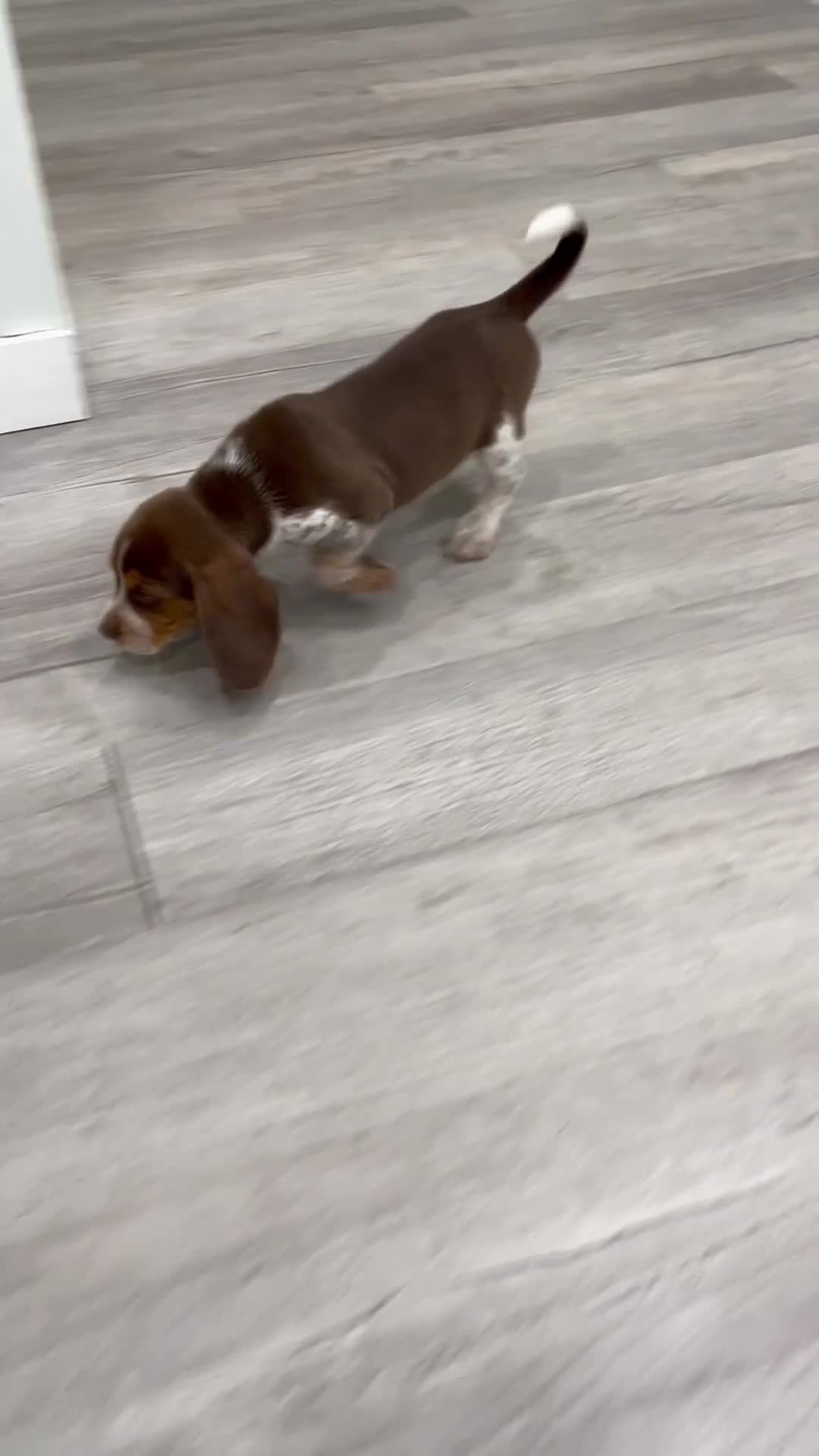 Beagle dogs for sale: Sparky - Video 1