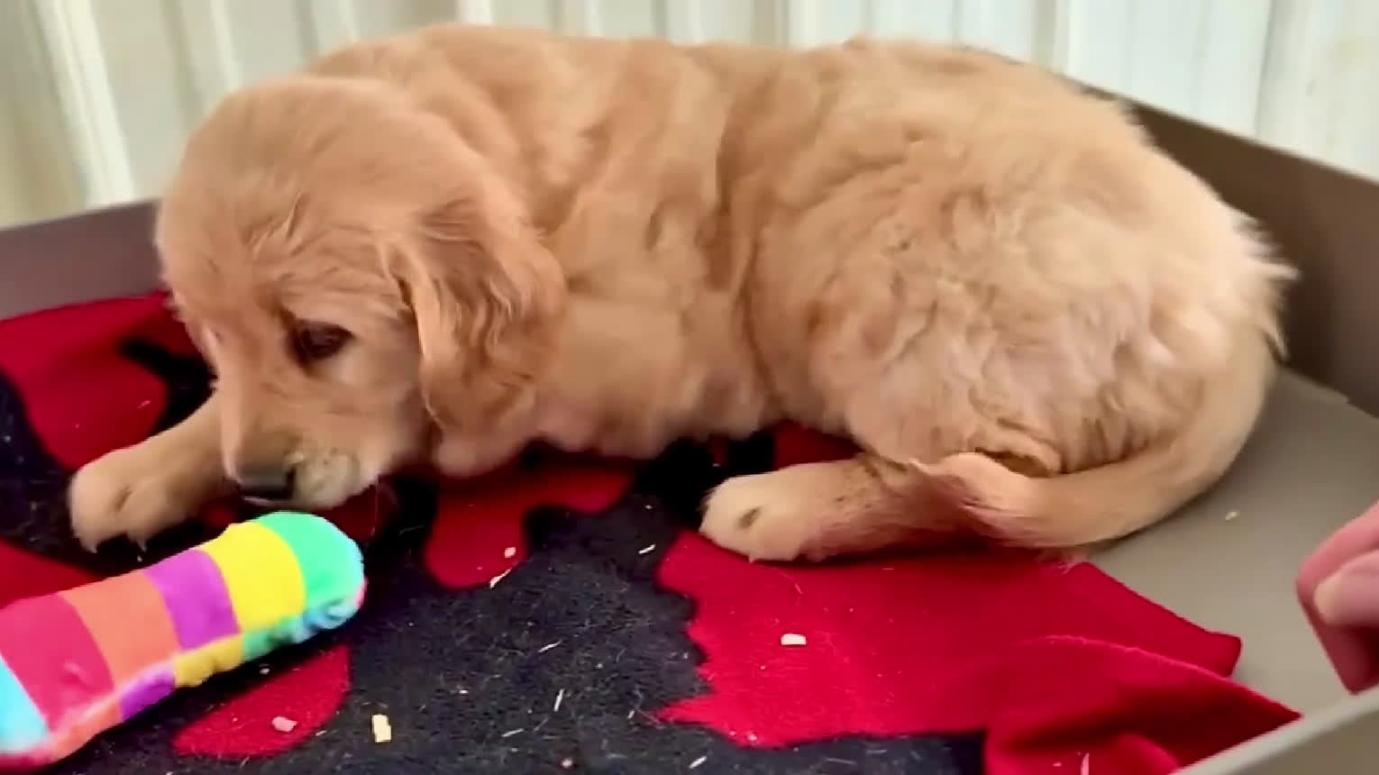 Golden Retriever dogs for sale: Oakley, Golden Retriever, Male - Video 3