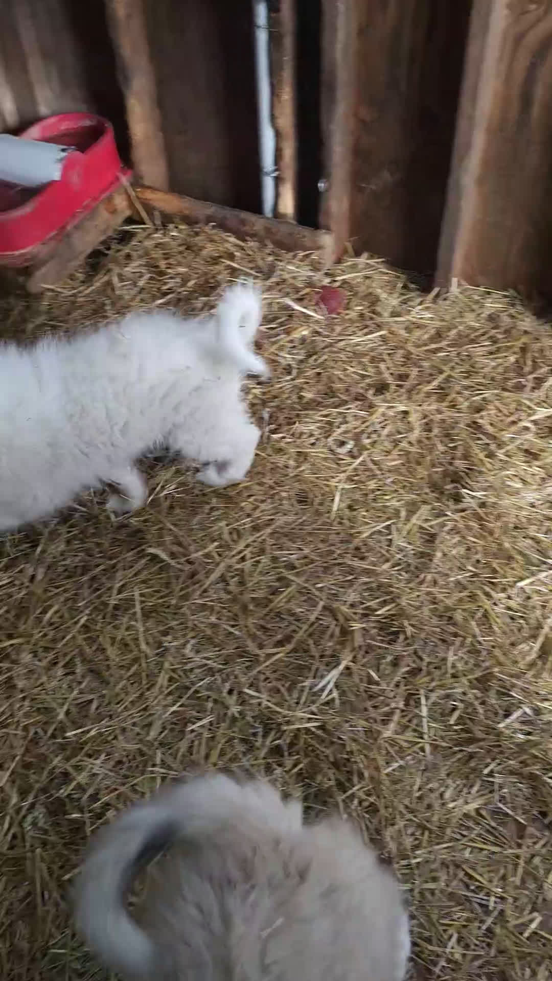 Great Pyrenees dogs for sale: Great Pyrenees Puppy 2 - Video 2