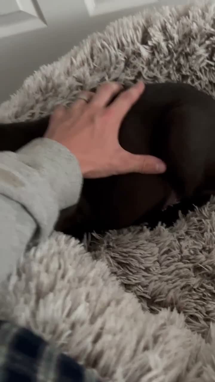 Cane Corso dogs for sale: Cane Corso 1 the only one I have - Video 1