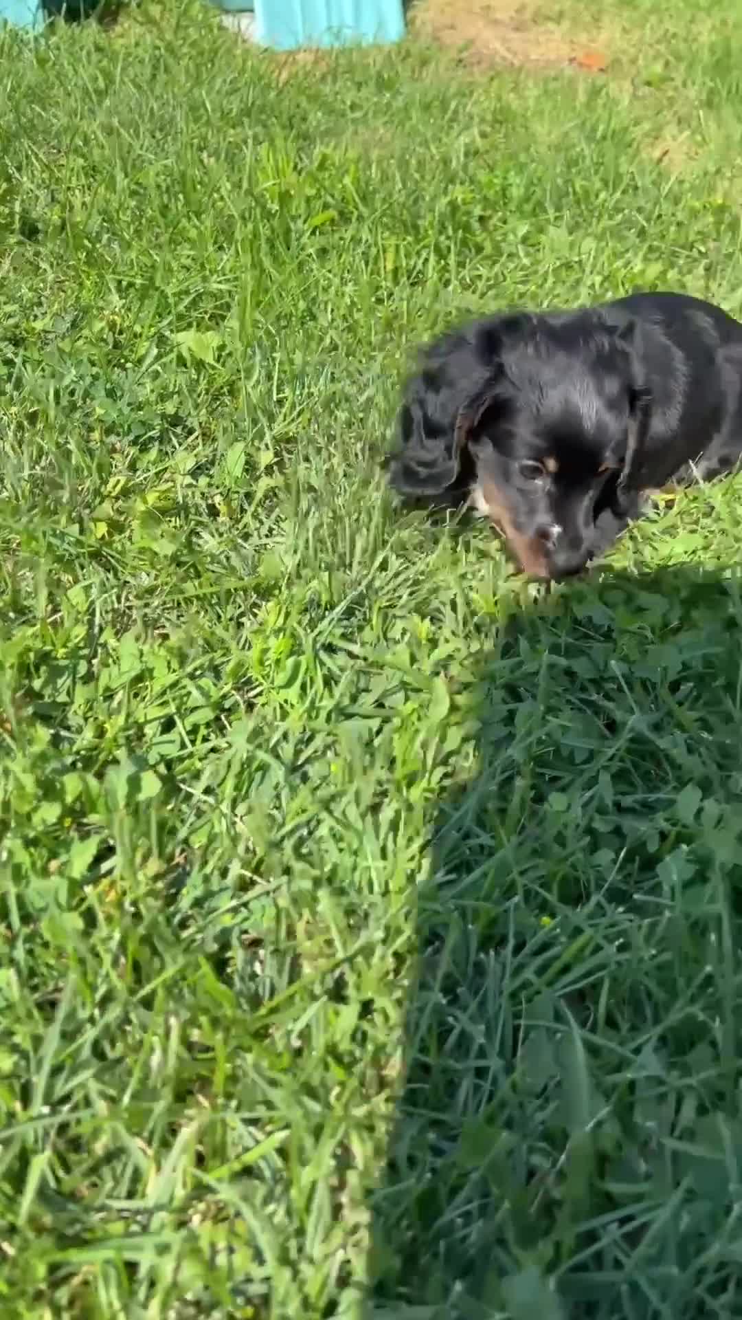 Dachshund dogs for sale: Rory  - Video 1
