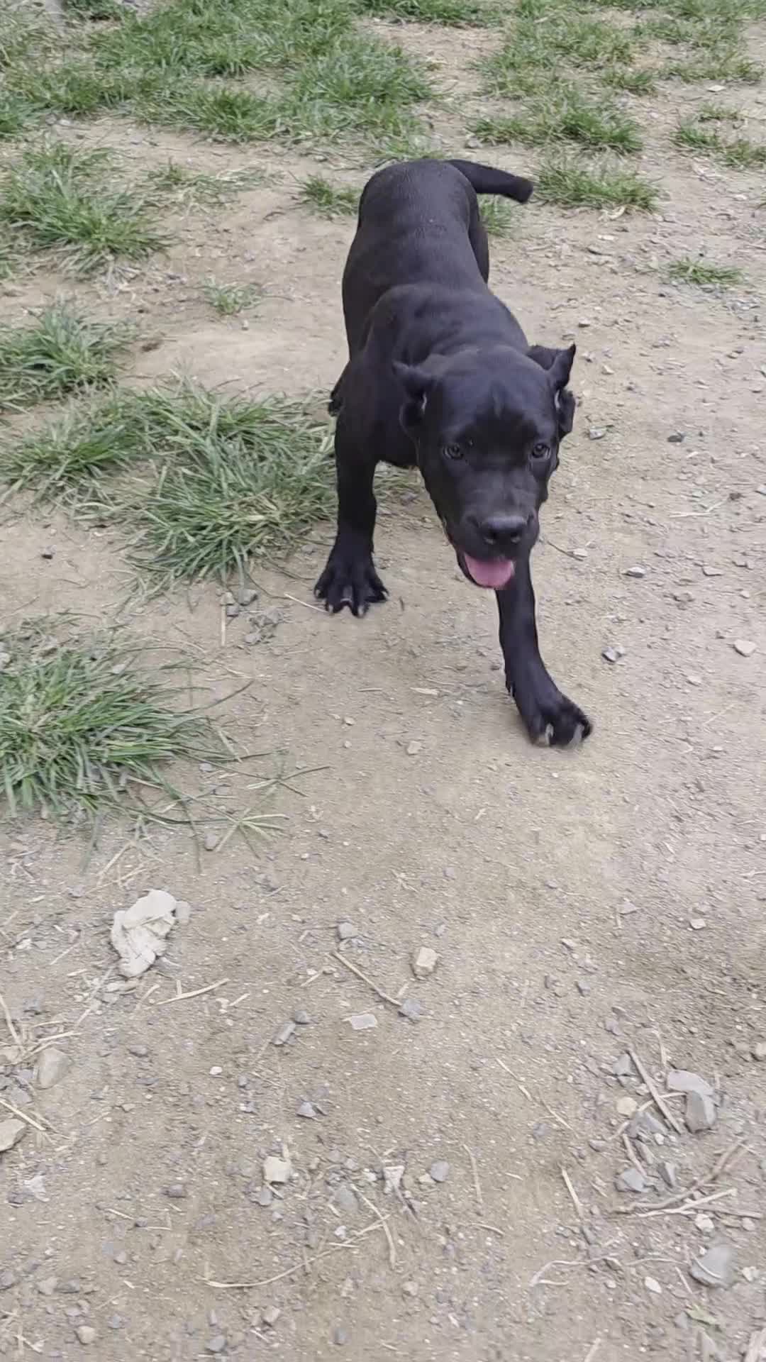 Cane Corso dogs for sale: Shelby  - Video 2