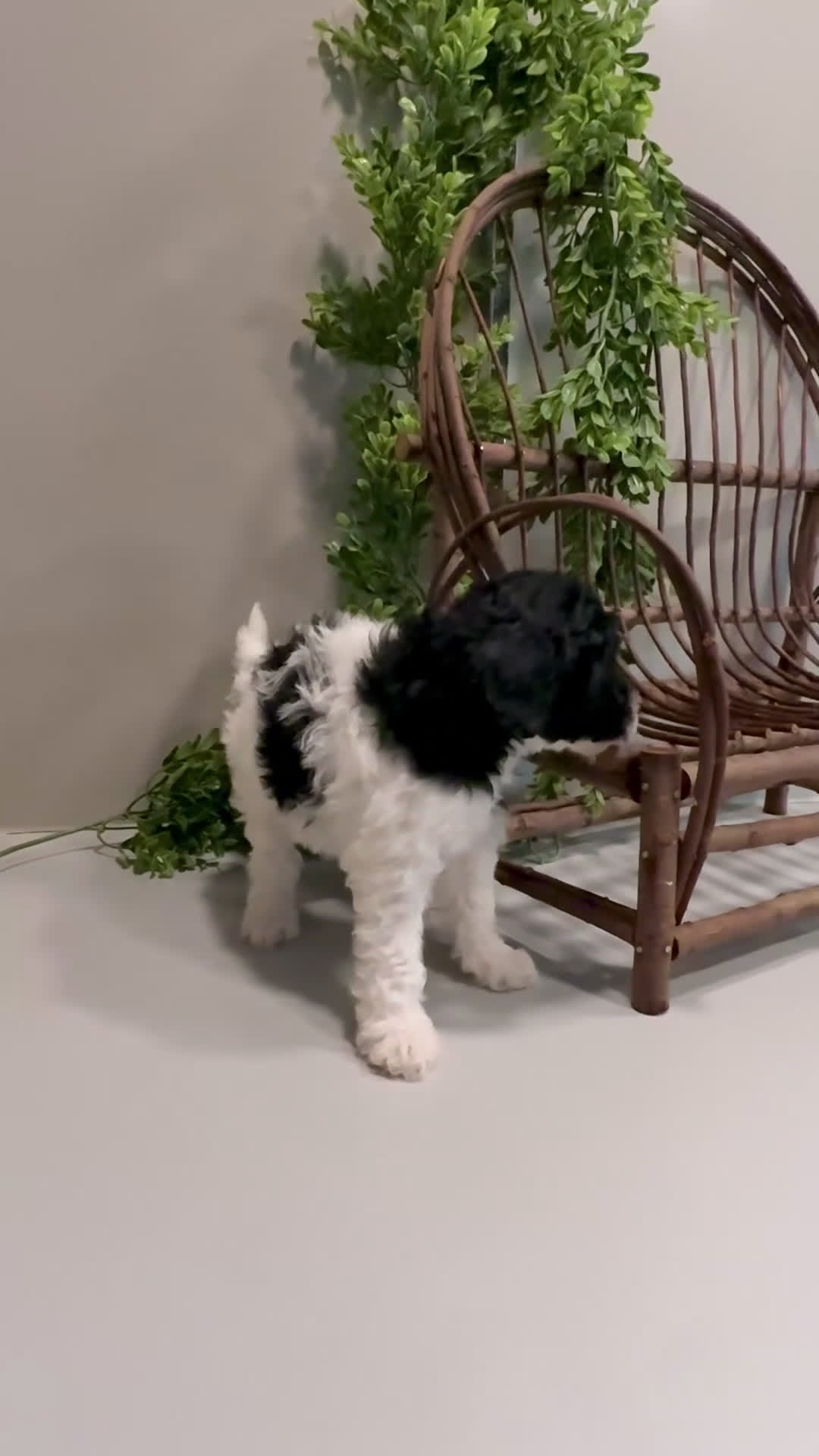 Mini Goldendoodle dogs for sale: Onna - Video 1