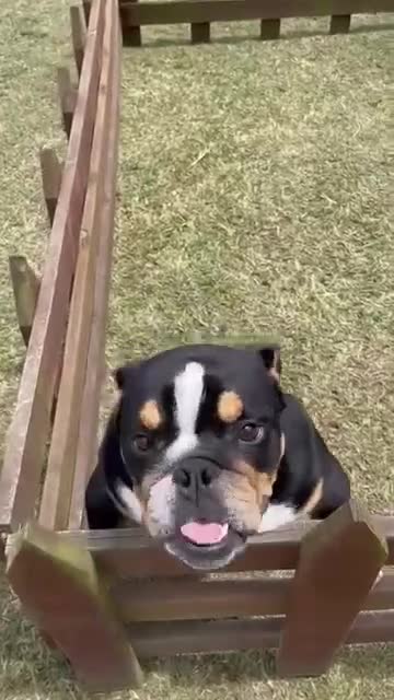 English Bulldog dogs for sale: Lucca  - Video 1