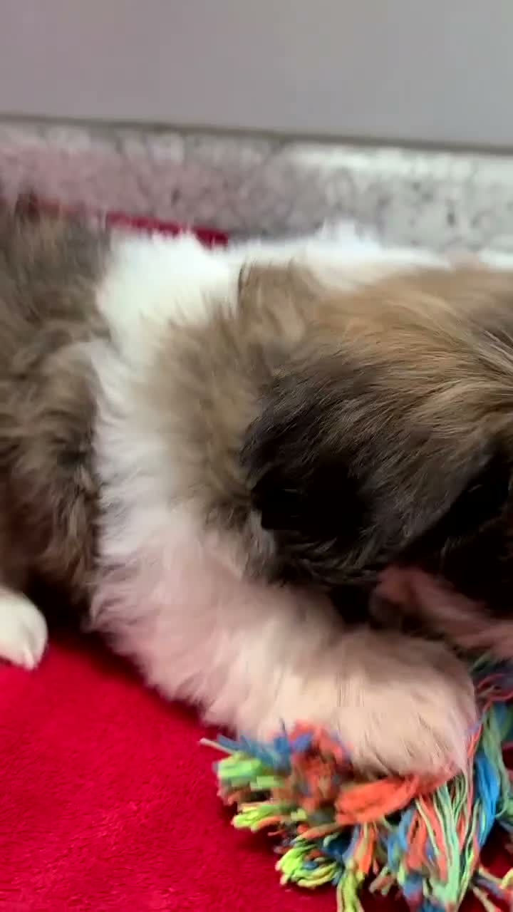 Shih Tzu dogs for sale: Barbie  - Video 1