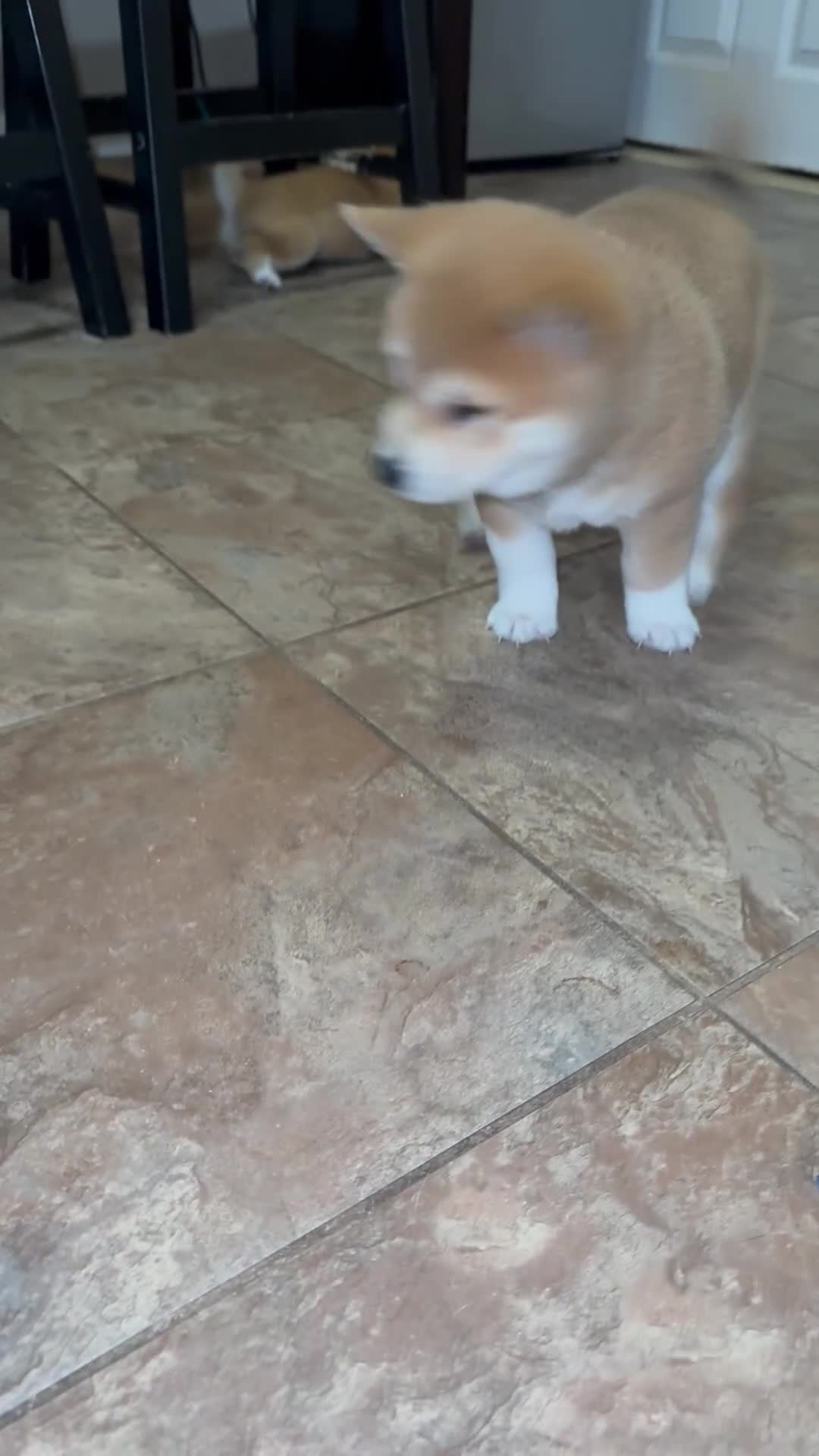 Shiba Inu dogs for sale: Snowball - Video 3