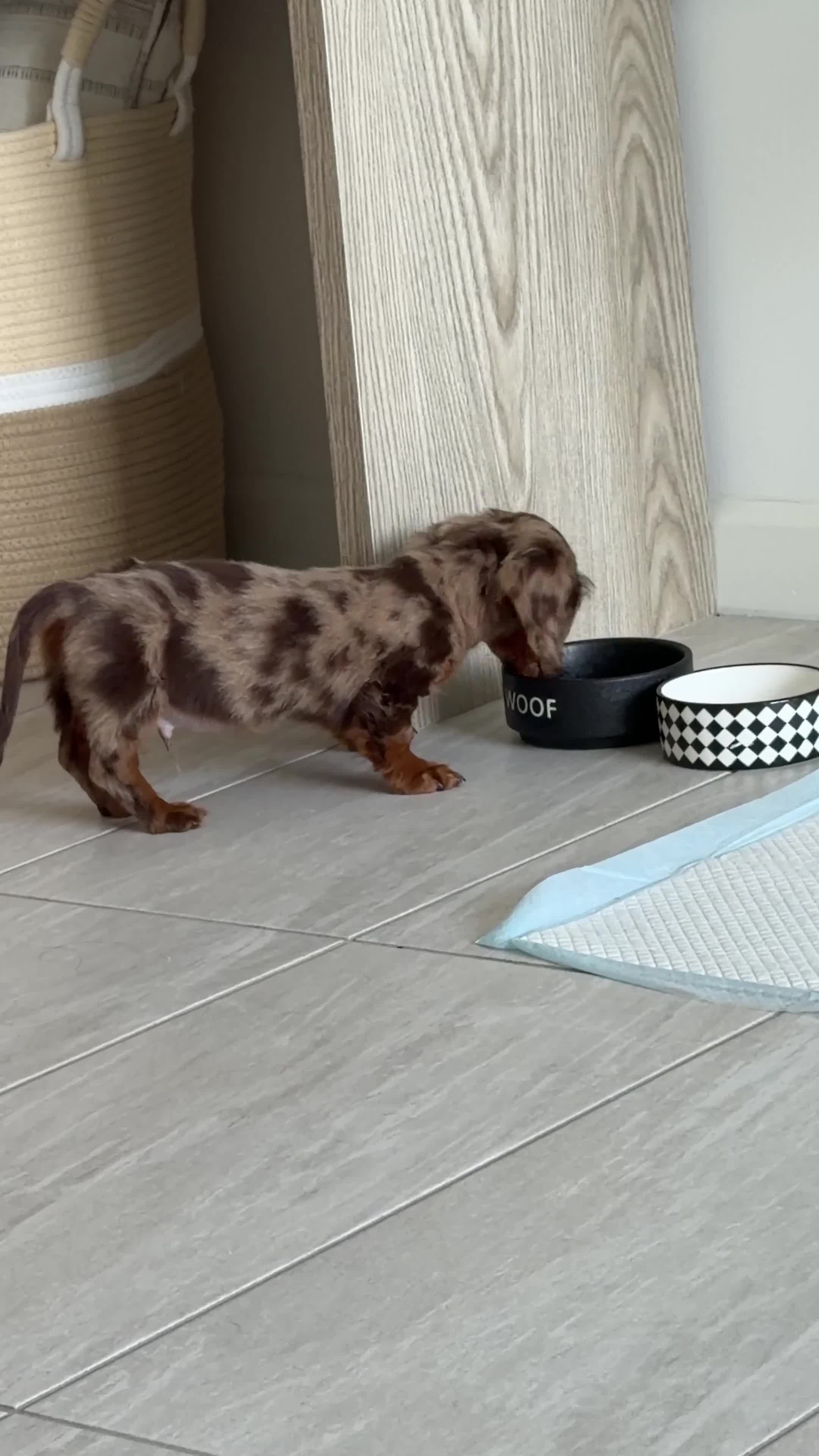 Miniature Dachshund dogs for sale: Miniature Long Haired Dapple Dachshund  - Video 1