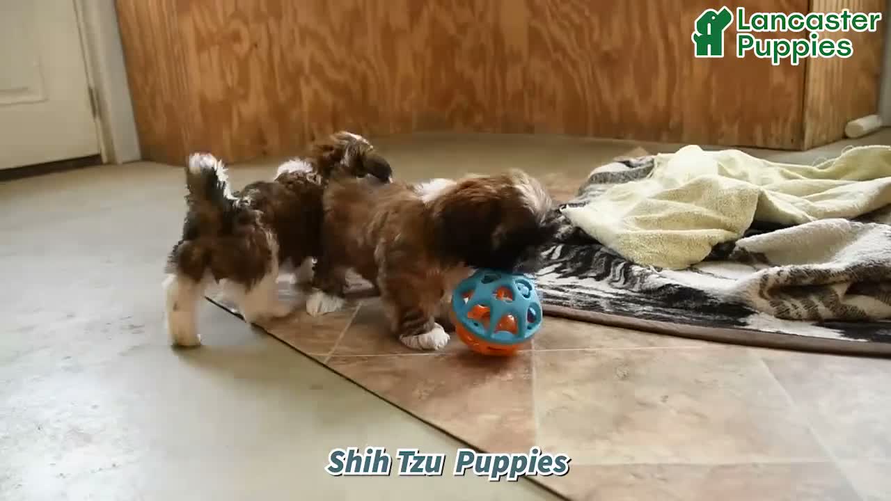 Shih Tzu dogs for sale: Gilbert - Video 1