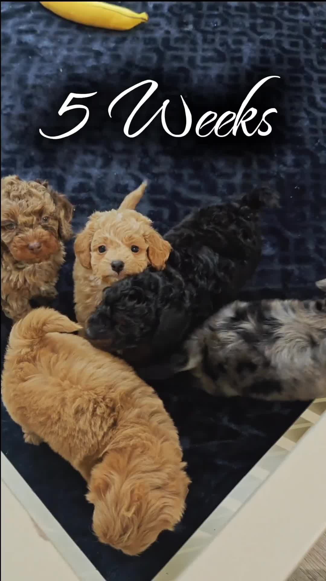 Cavapoo dogs for sale: Sterling (Micro Cavapoo) - Video 3