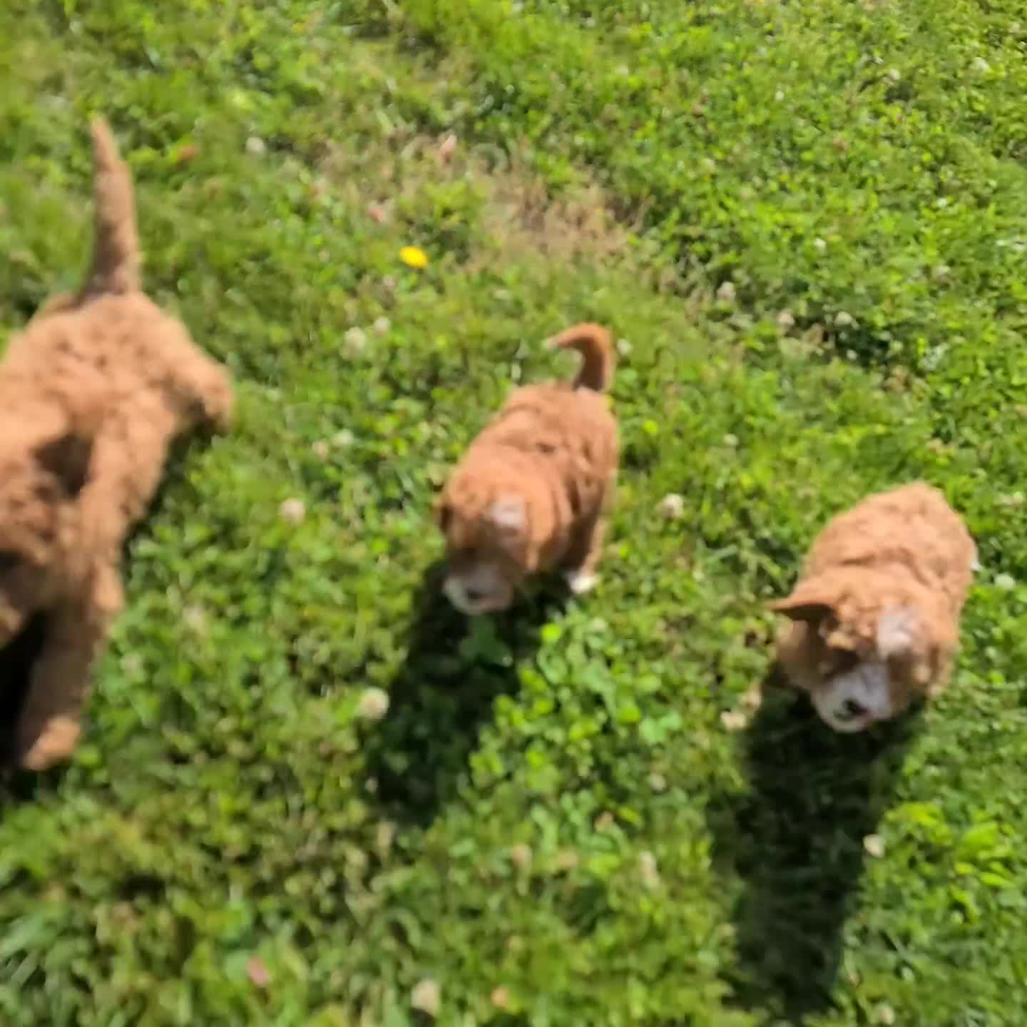 Miniature Poodle dogs for sale: Sheldon - Video 2