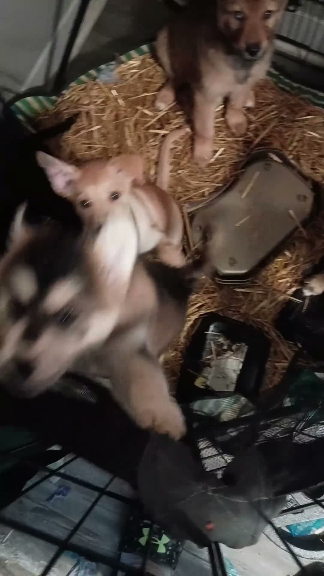 Mixed Breed dogs for sale: Mixed Breed 3 - Video 1
