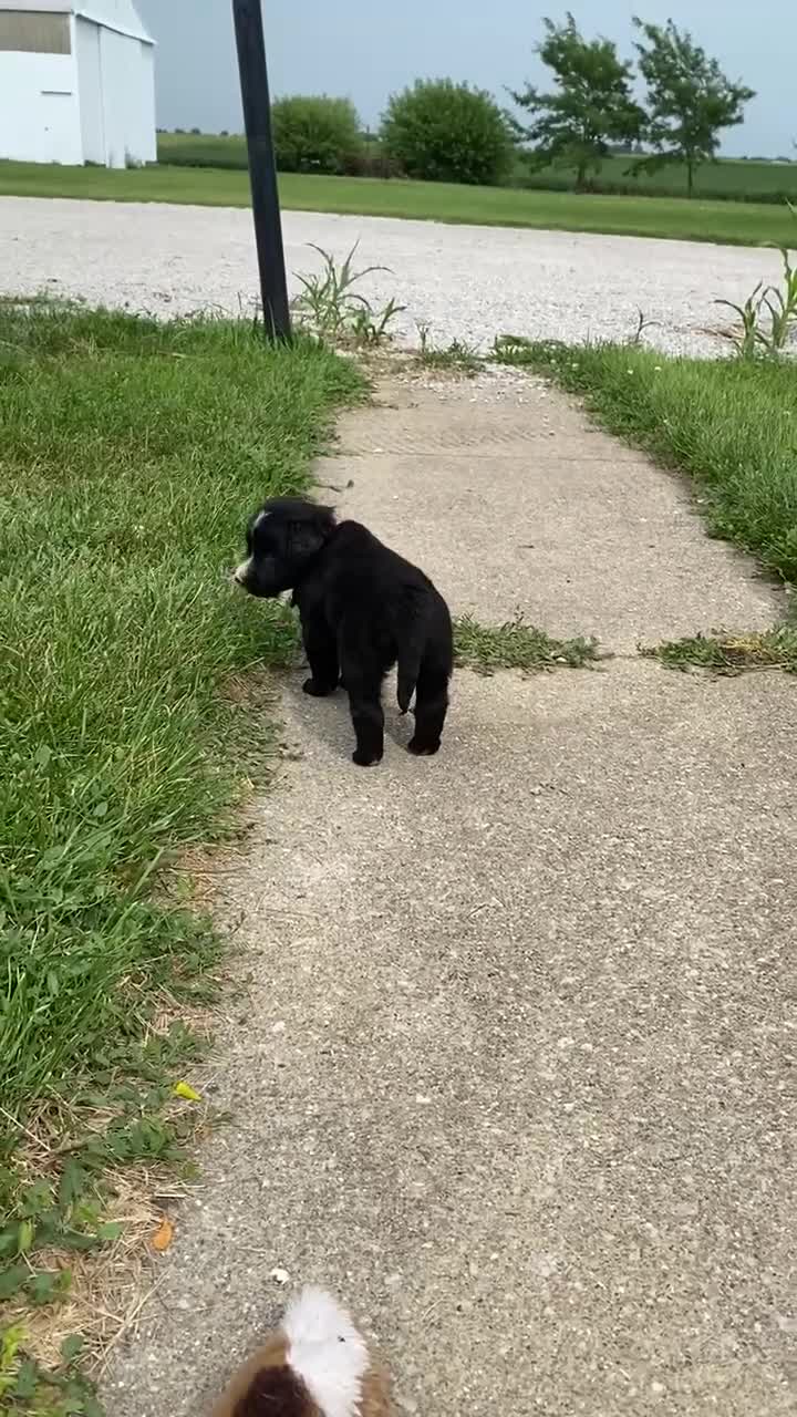 Mixed Breed dogs for sale: Sage - Video 1